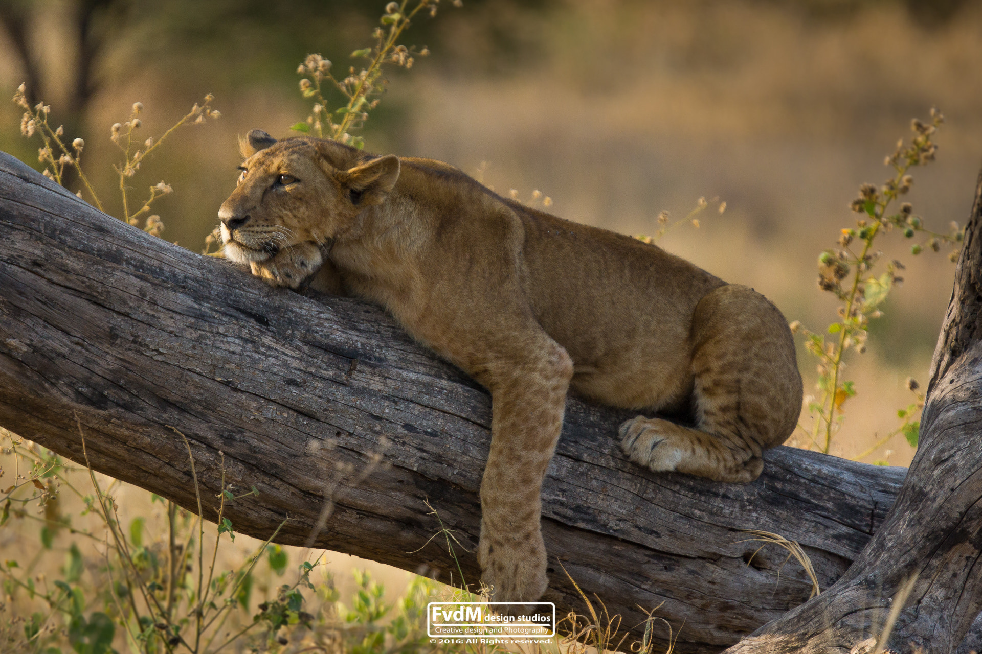 Sony 70-400mm F4-5.6 G SSM sample photo. Easy going... photography