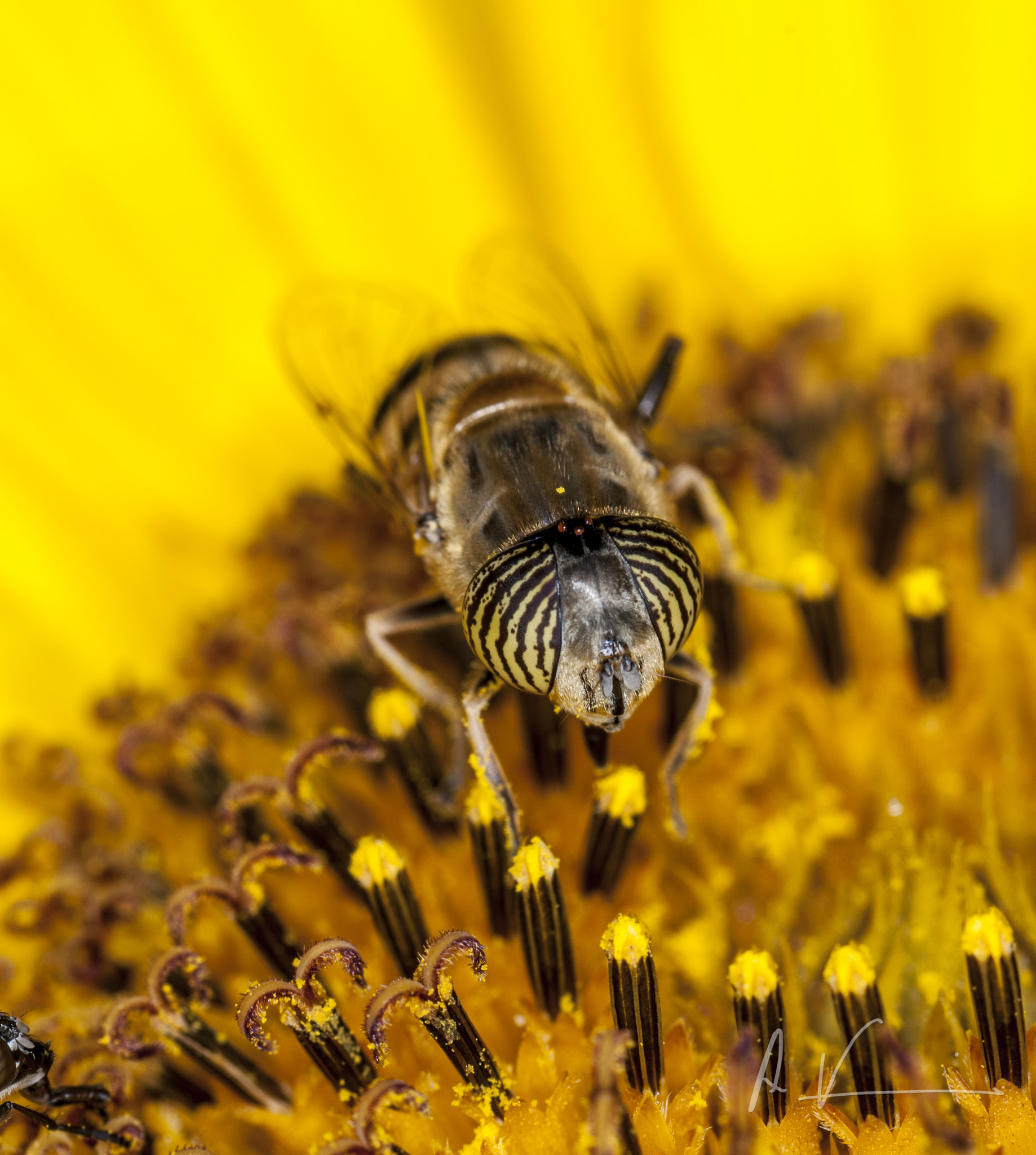 Nikon D80 sample photo. Sunflower photography