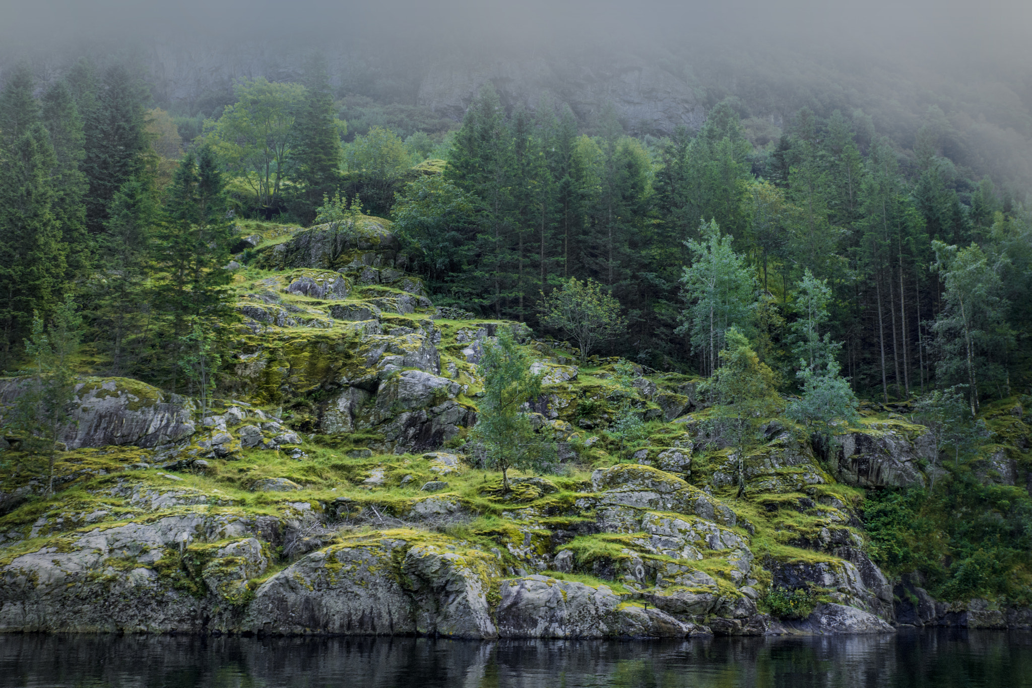 Sony SLT-A77 sample photo. The foggy forest photography