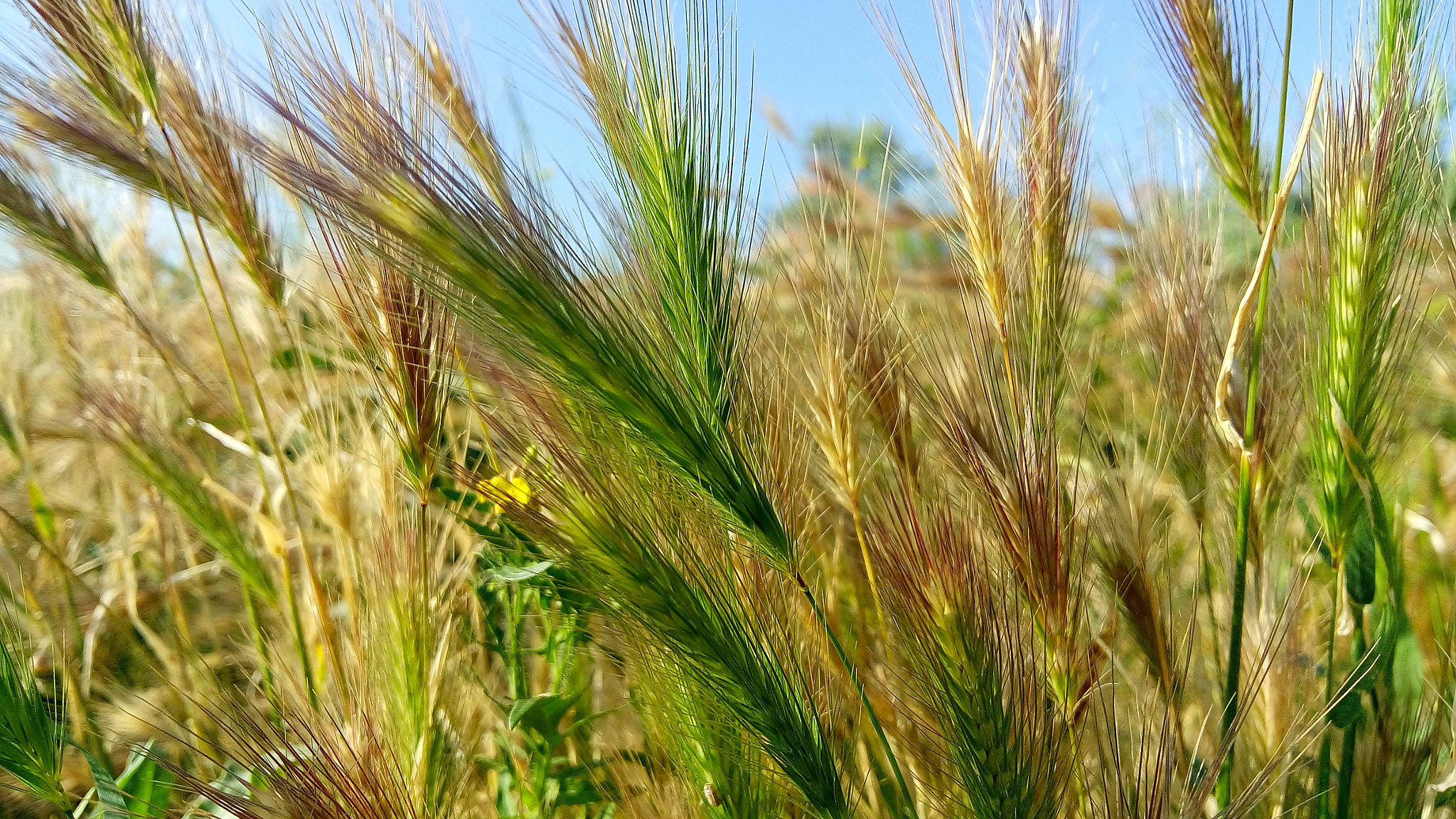 JIAYU S3 sample photo. Field of future gold photography