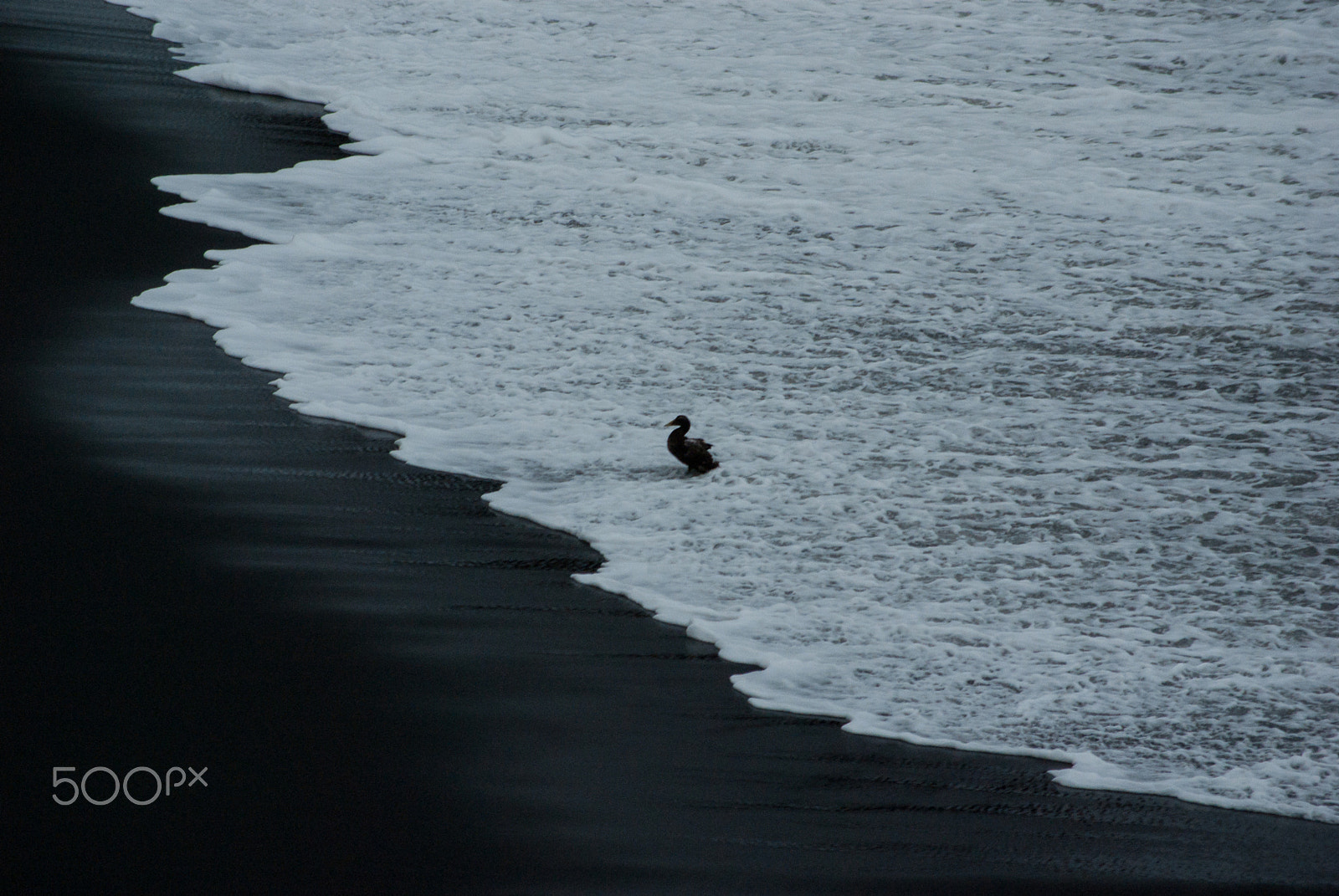 Pentax K200D sample photo. Bird and waves photography