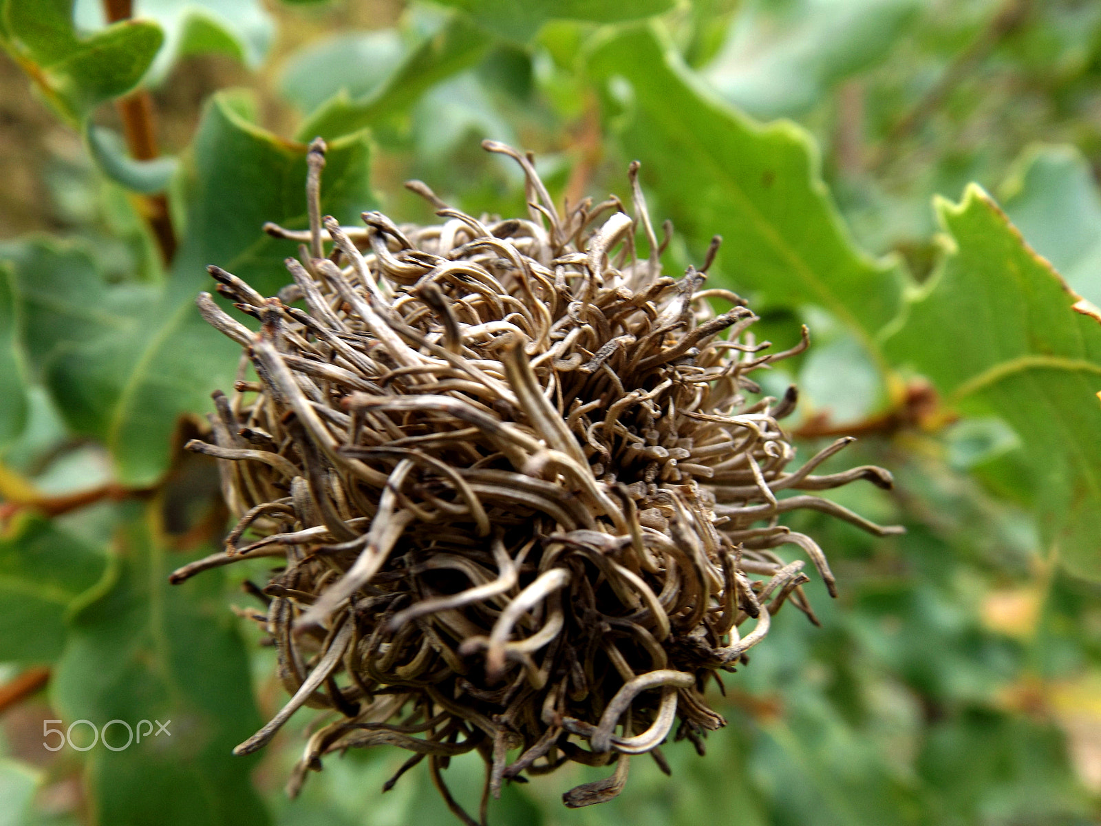 Fujifilm FinePix S4600 sample photo. Acorn photography