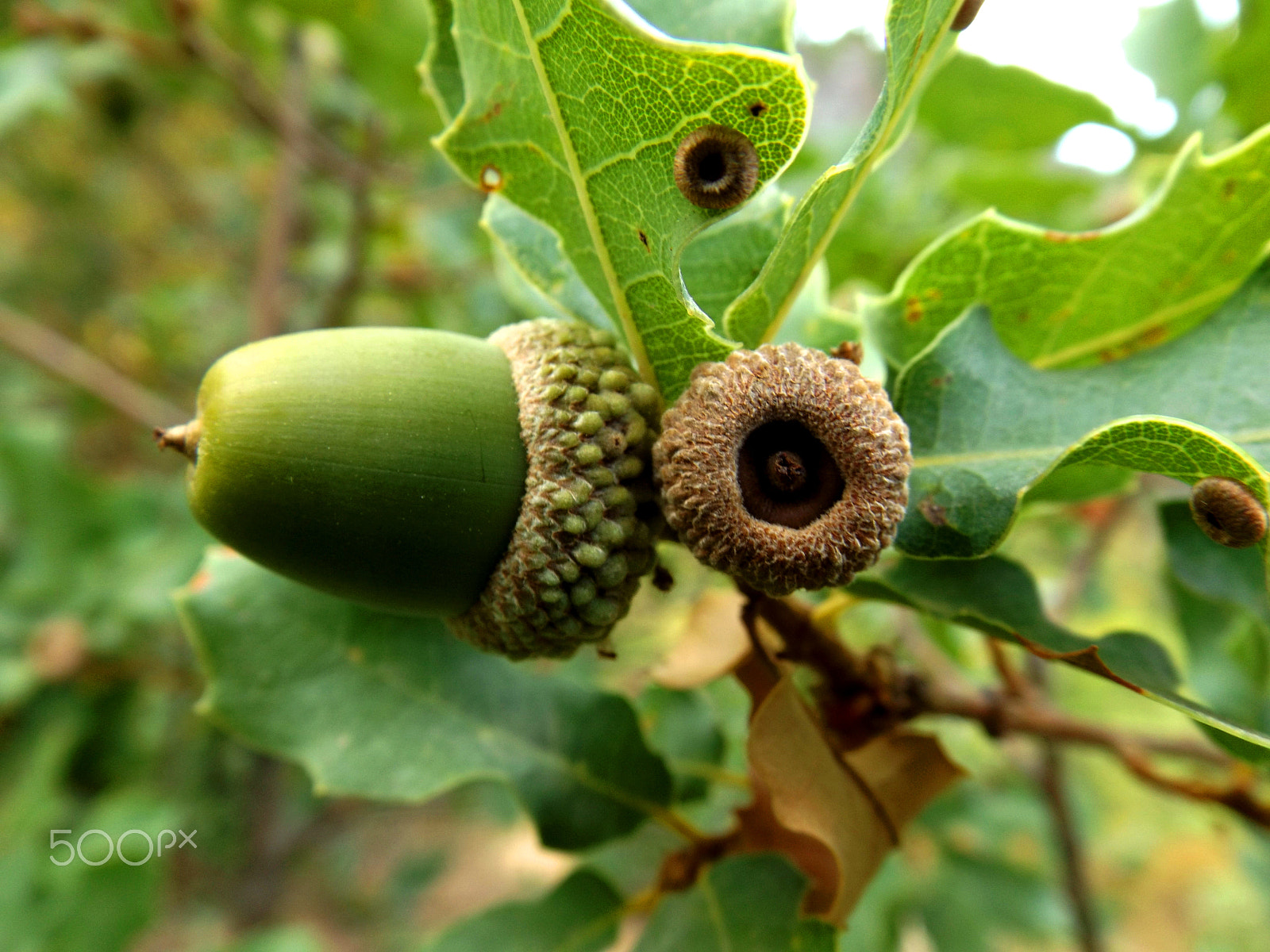 Fujifilm FinePix S4600 sample photo. Acorn photography