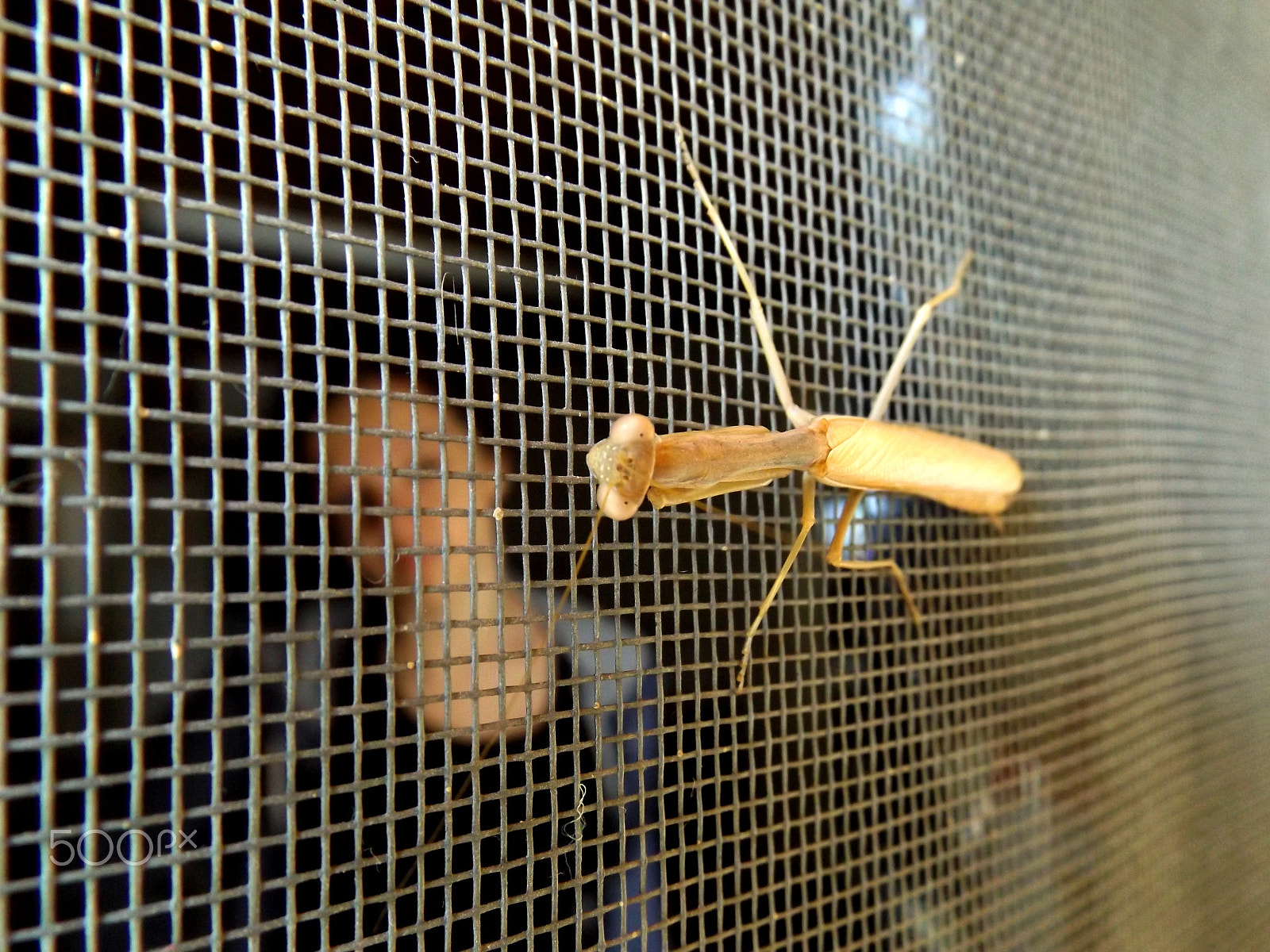 Fujifilm FinePix S4600 sample photo. Mantis love photography