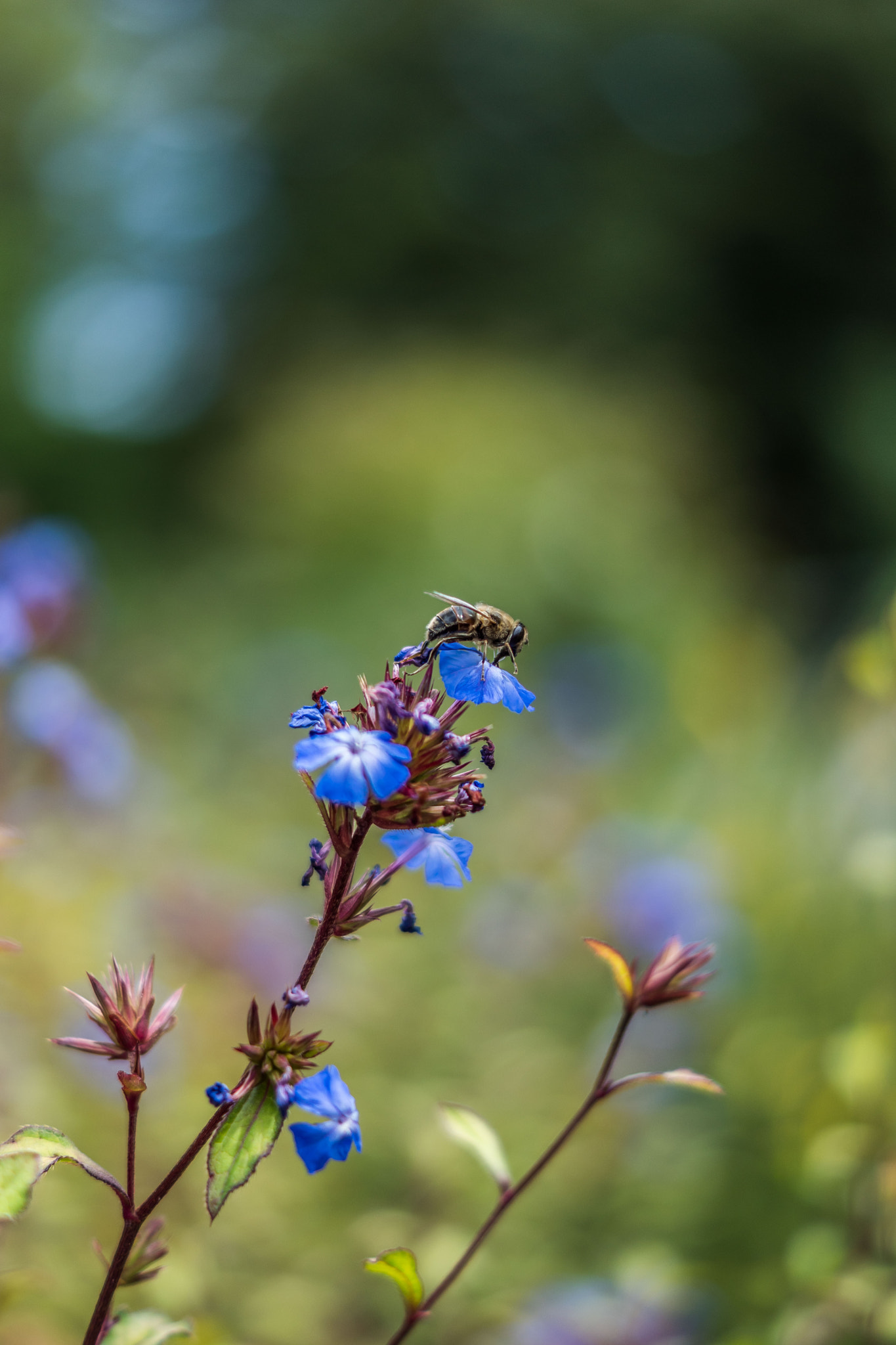 Sony SLT-A68 + Sony DT 50mm F1.8 SAM sample photo. Flower with a bee photography