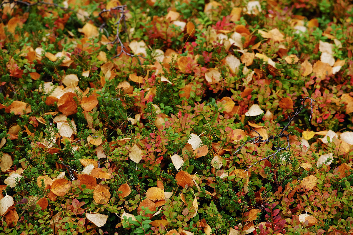 Minolta AF 80-200mm F2.8 HS-APO G sample photo. The color of autumn photography