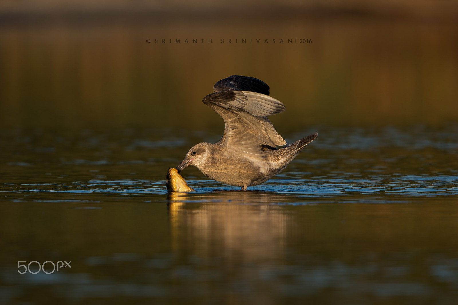 Nikon D610 + Nikon AF-S Nikkor 600mm F4G ED VR sample photo. Gull pulling a dead fish out of the water photography