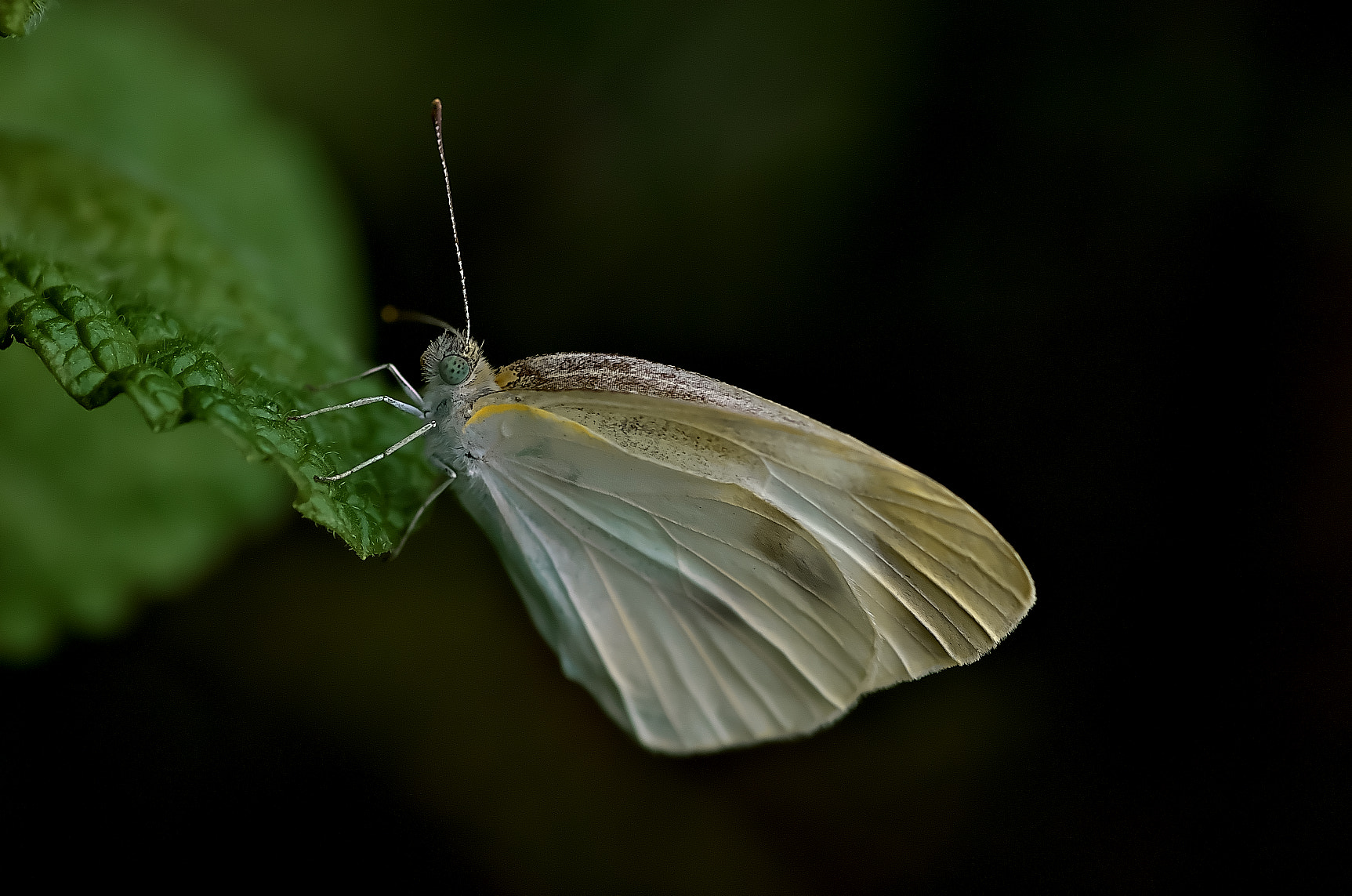 Pentax K-50 + Pentax smc D-FA 100mm F2.8 Macro WR sample photo. Cabbage butterfly photography