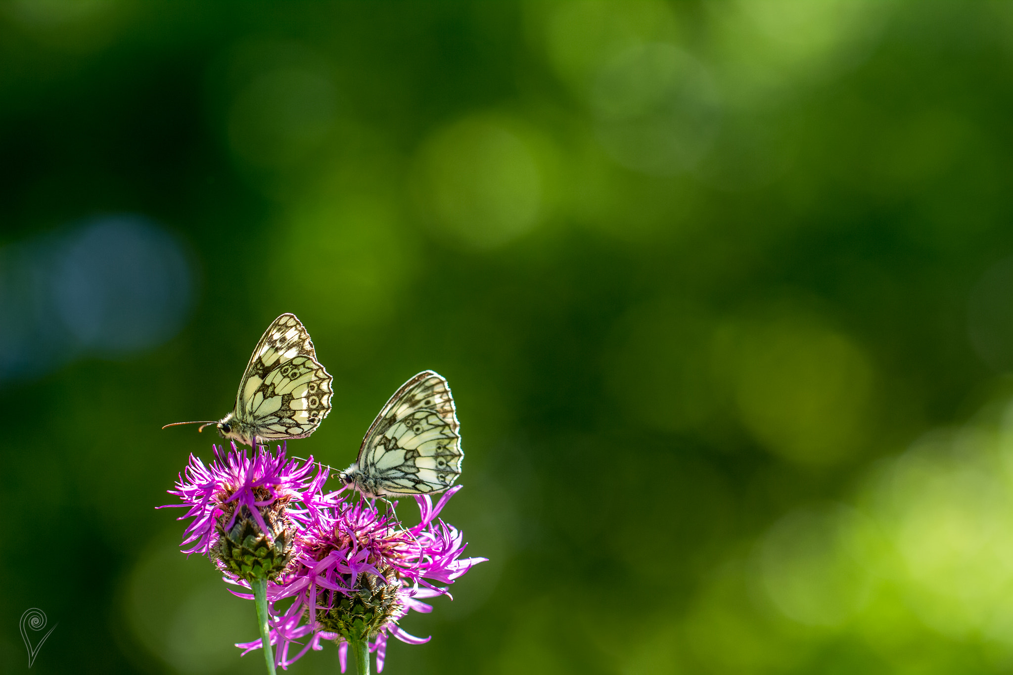 Canon EOS 600D (Rebel EOS T3i / EOS Kiss X5) + Canon EF 100mm F2.8L Macro IS USM sample photo. Butterflies photography