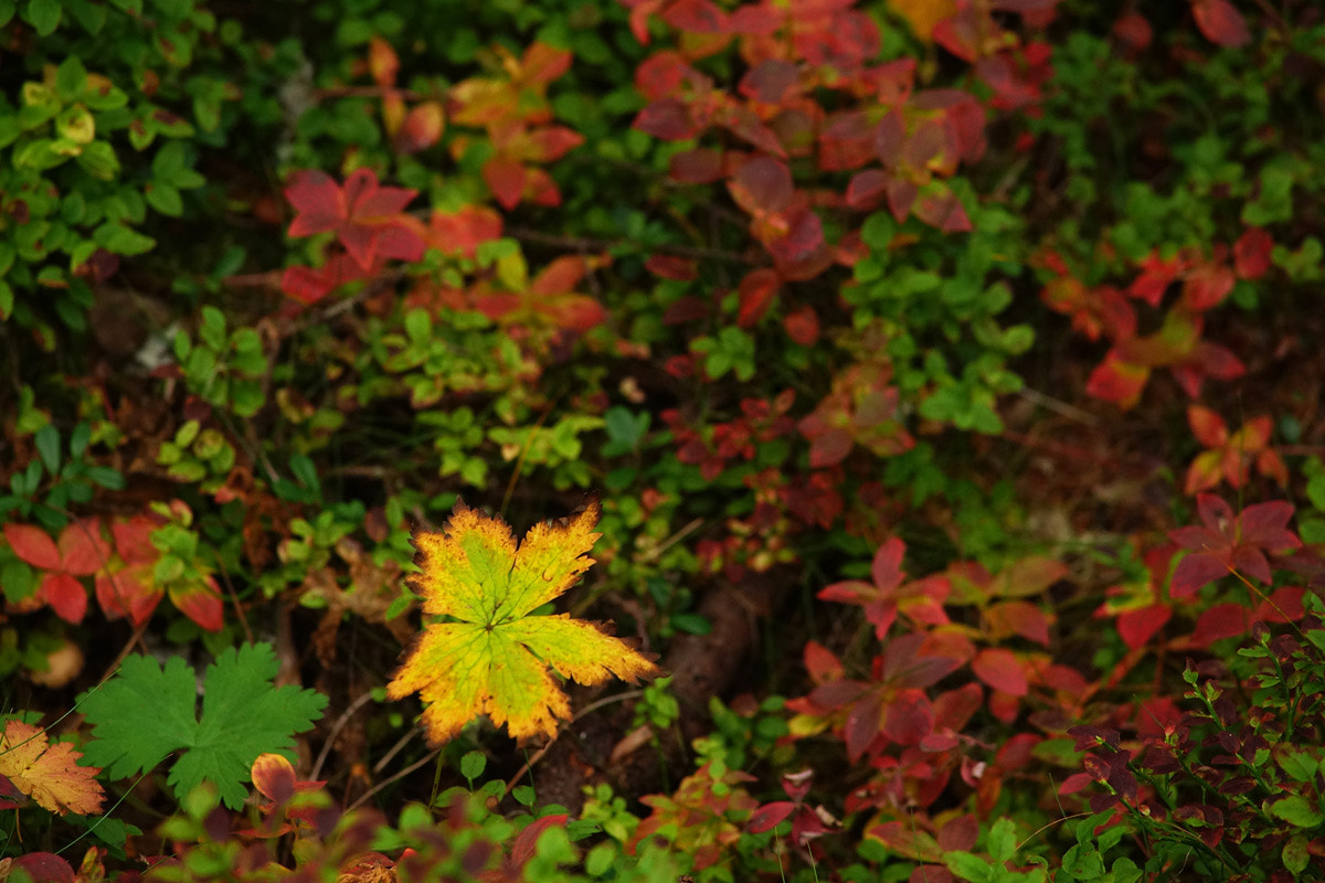 Minolta AF 80-200mm F2.8 HS-APO G sample photo. Autumn photography