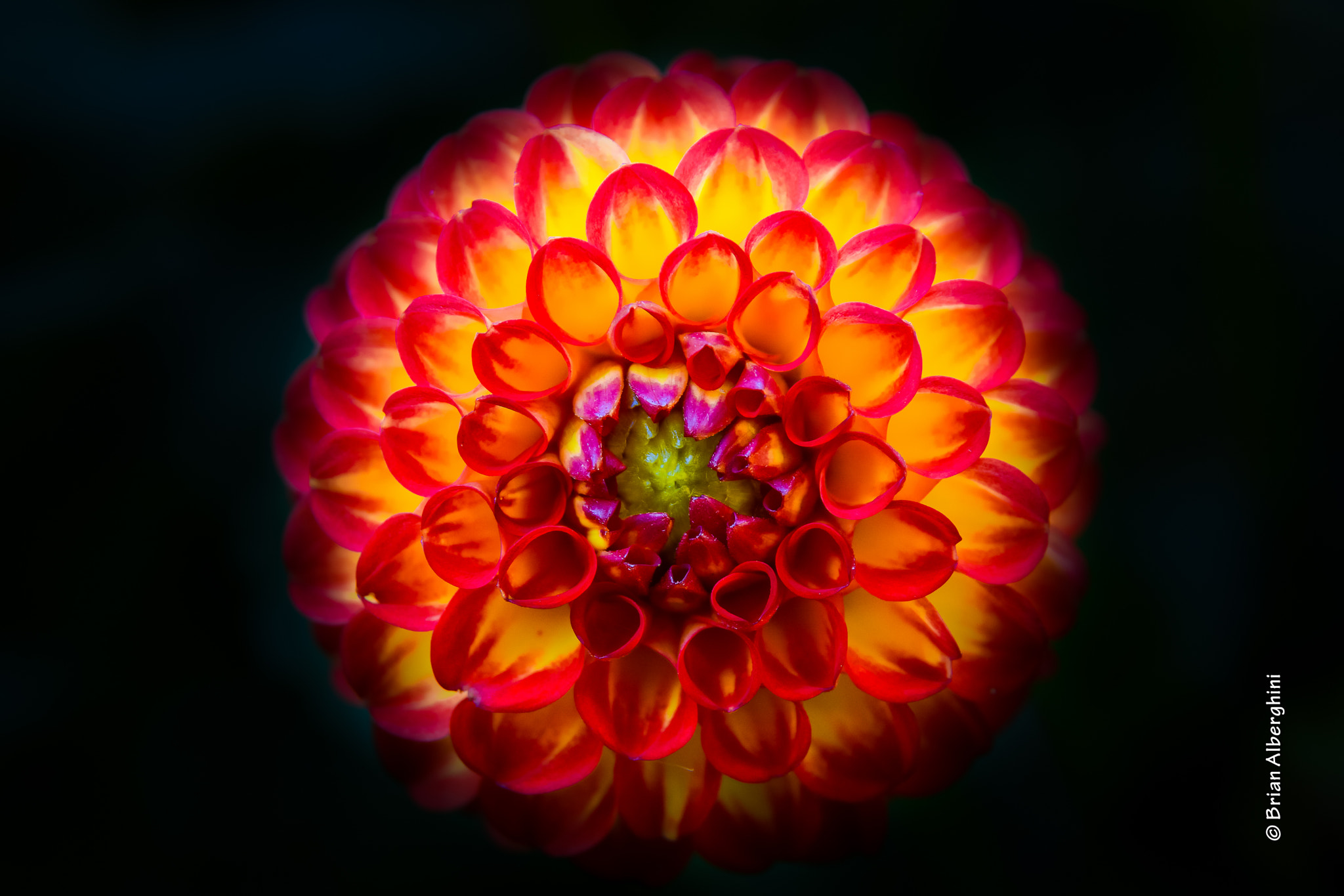 Nikon D7100 + Sigma 24-105mm F4 DG OS HSM Art sample photo. Dahlia #27 photography