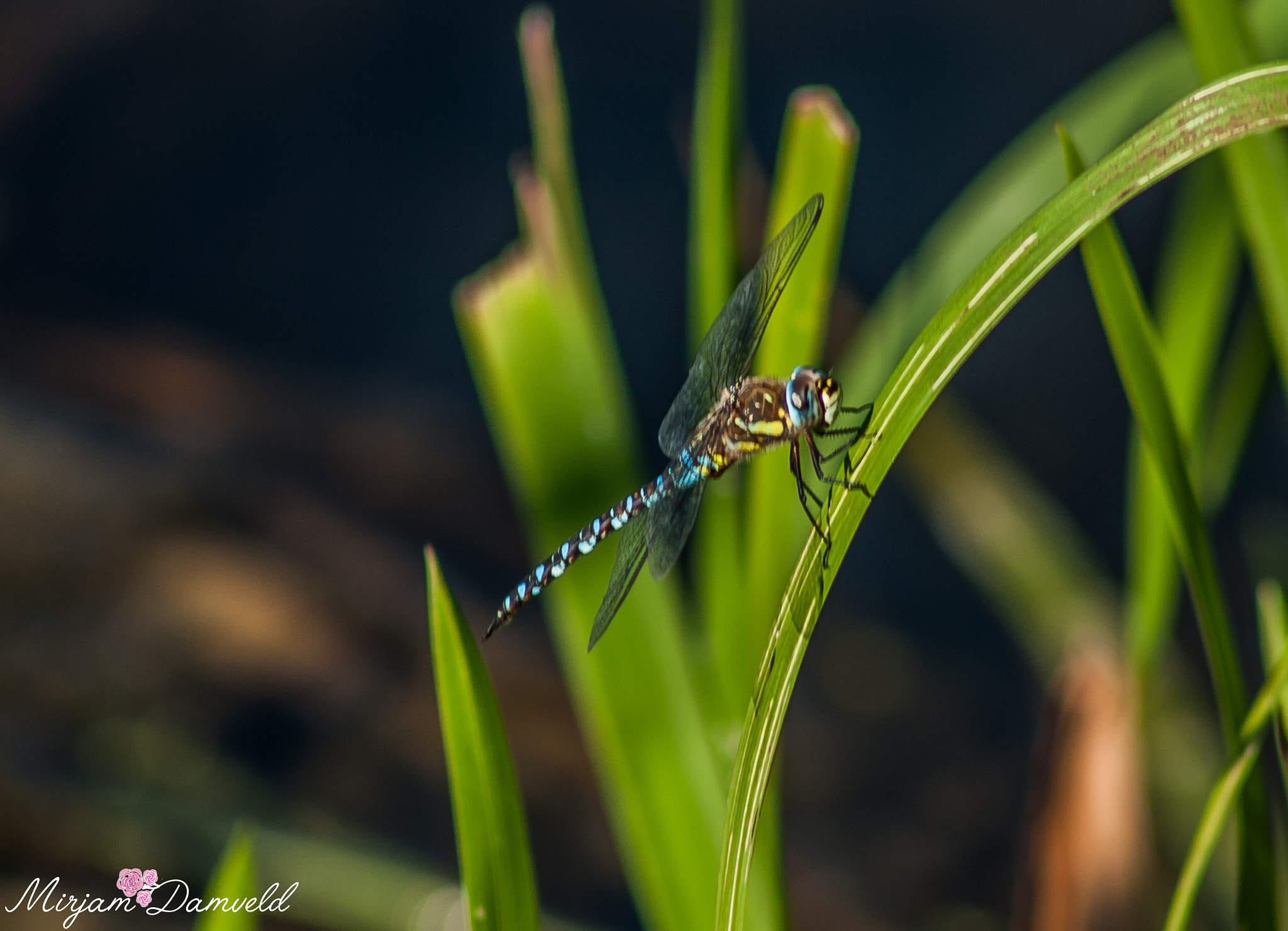 Canon EF 75-300mm f/4-5.6 USM sample photo. Img photography