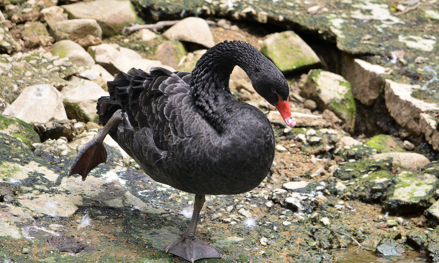 Nikon D5100 + AF Nikkor 85mm f/1.8 sample photo. Black swan photography