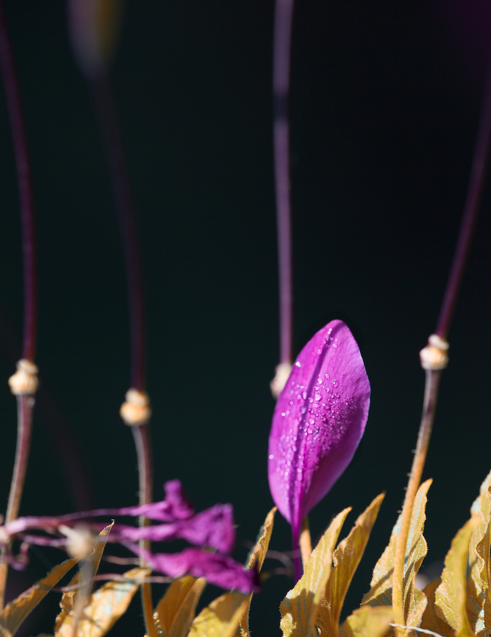 Canon EF 180mm F3.5L Macro USM sample photo