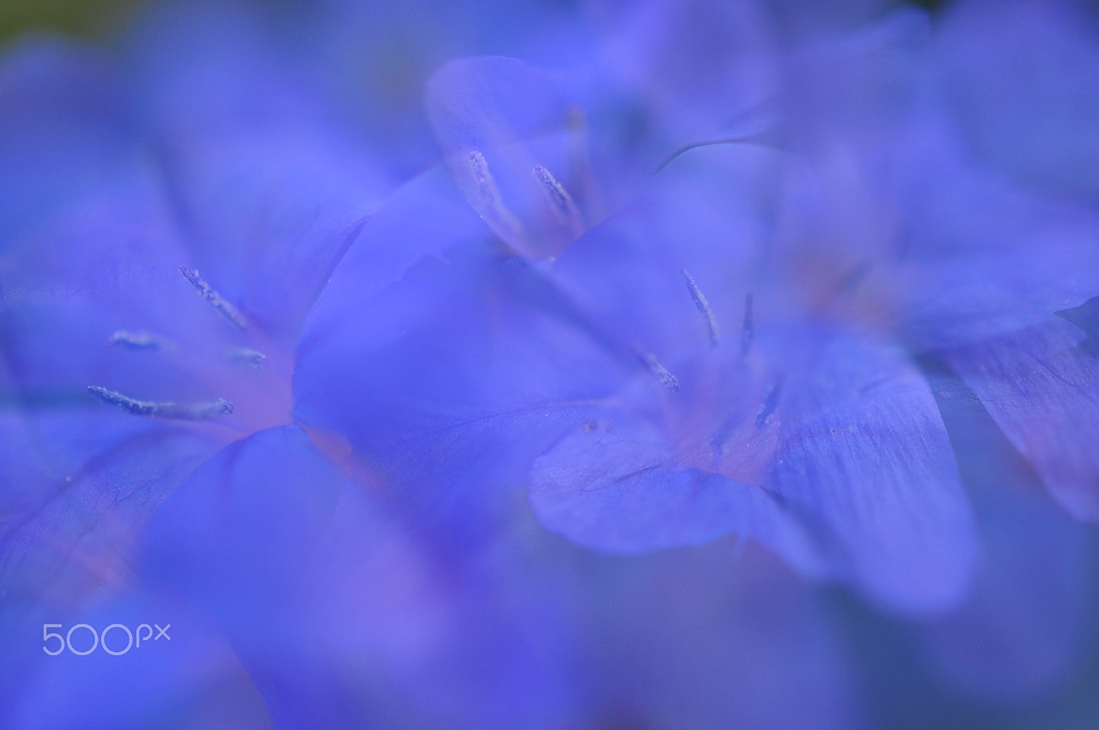 Nikon AF-S DX Micro Nikkor 40mm F2.8 sample photo. Blue photography