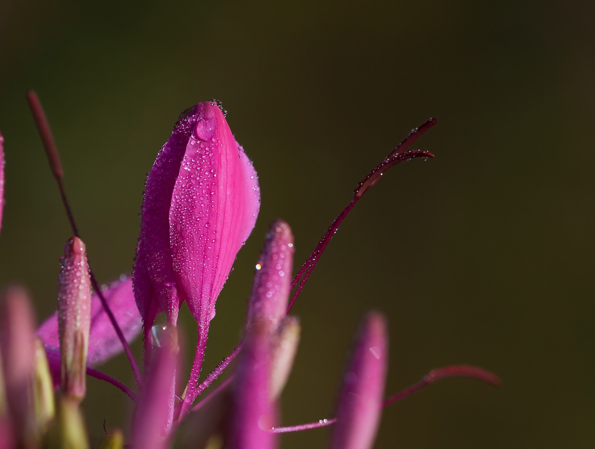 Canon EF 180mm F3.5L Macro USM sample photo