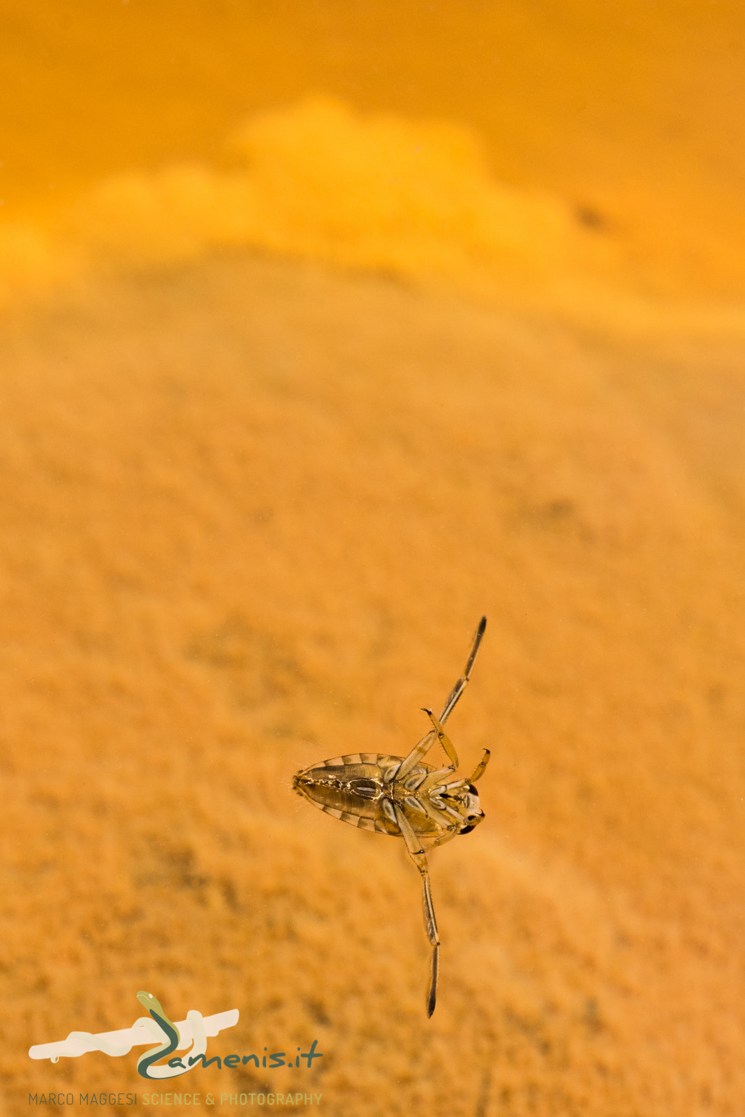 Nikon D810 + Nikon AF Micro-Nikkor 60mm F2.8D sample photo. Aliens exist! backswimmer (notonecta glauca) photography
