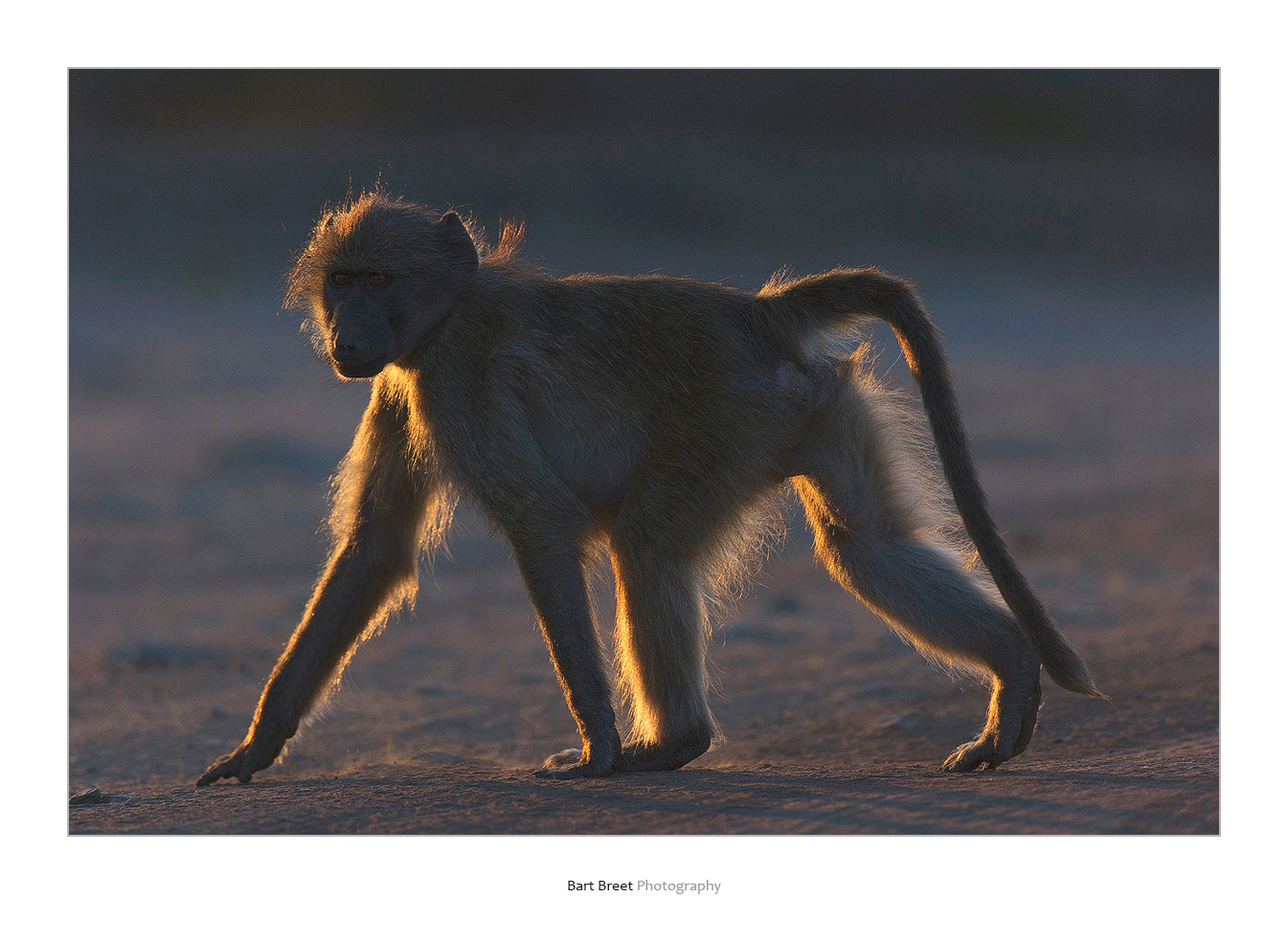 Canon EOS-1D X + Canon EF 600mm f/4L IS sample photo. Baboon photography