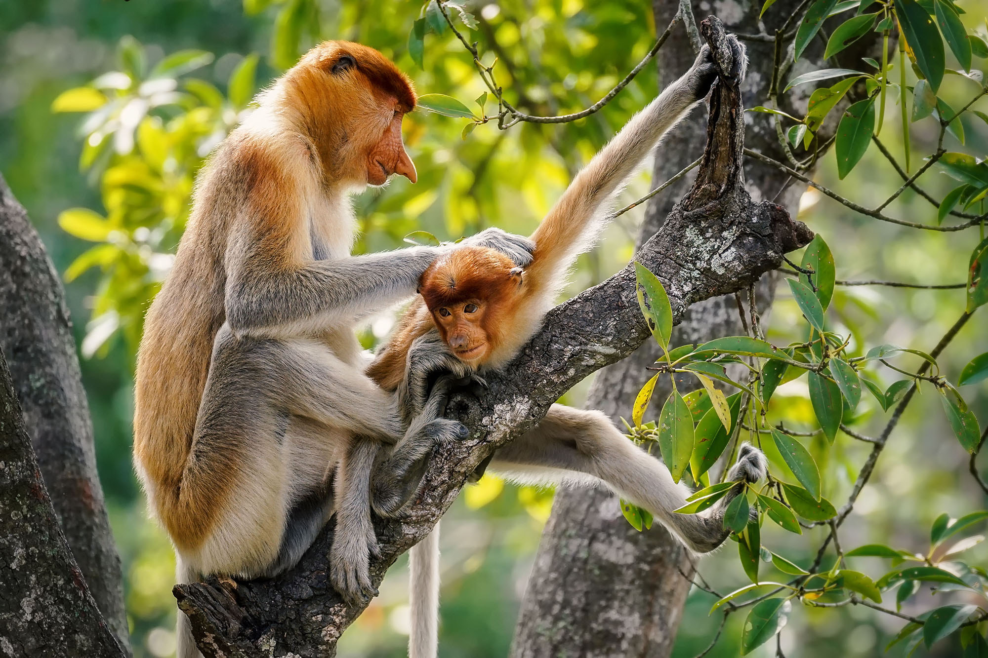 Sony a7 II + Sony 70-300mm F4.5-5.6 G SSM sample photo. Proboscis monkey / long nosed monkey photography