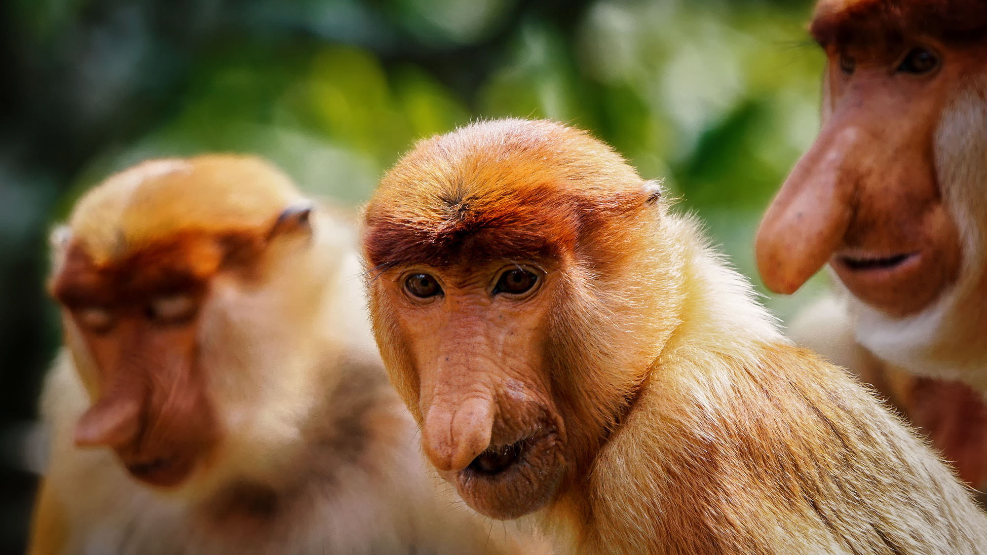 Sony ILCA-77M2 + Sony 70-400mm F4-5.6 G SSM II sample photo. Proboscis monkey / long nosed monkey photography