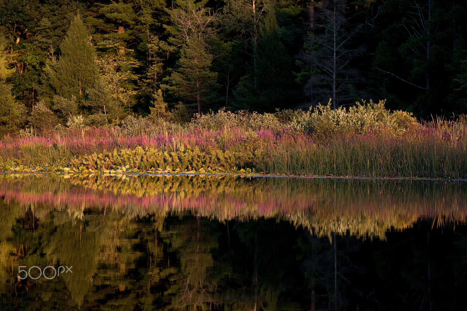 Canon EOS 5D + Canon EF 28-300mm F3.5-5.6L IS USM sample photo. Pickerel lake photography