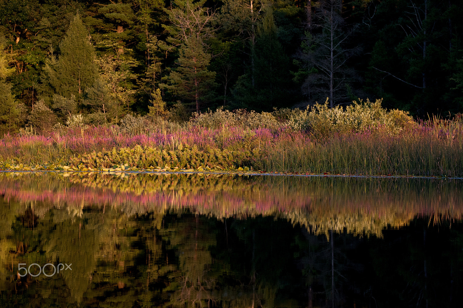 Canon EF 28-300mm F3.5-5.6L IS USM sample photo. Pickerel lake photography