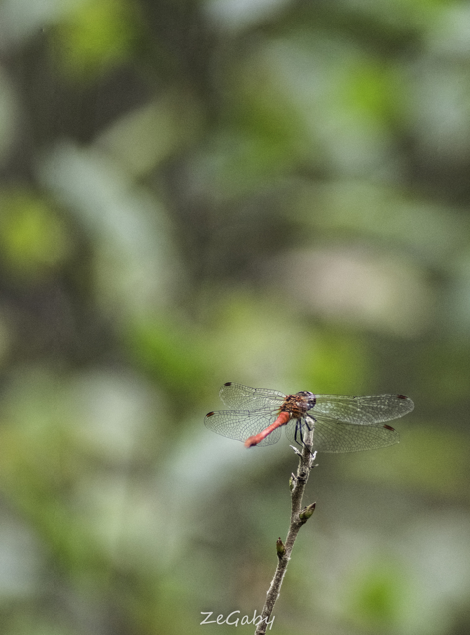 Tamron AF 70-300mm F4-5.6 Di LD Macro sample photo. Sympetrum sanguineum photography