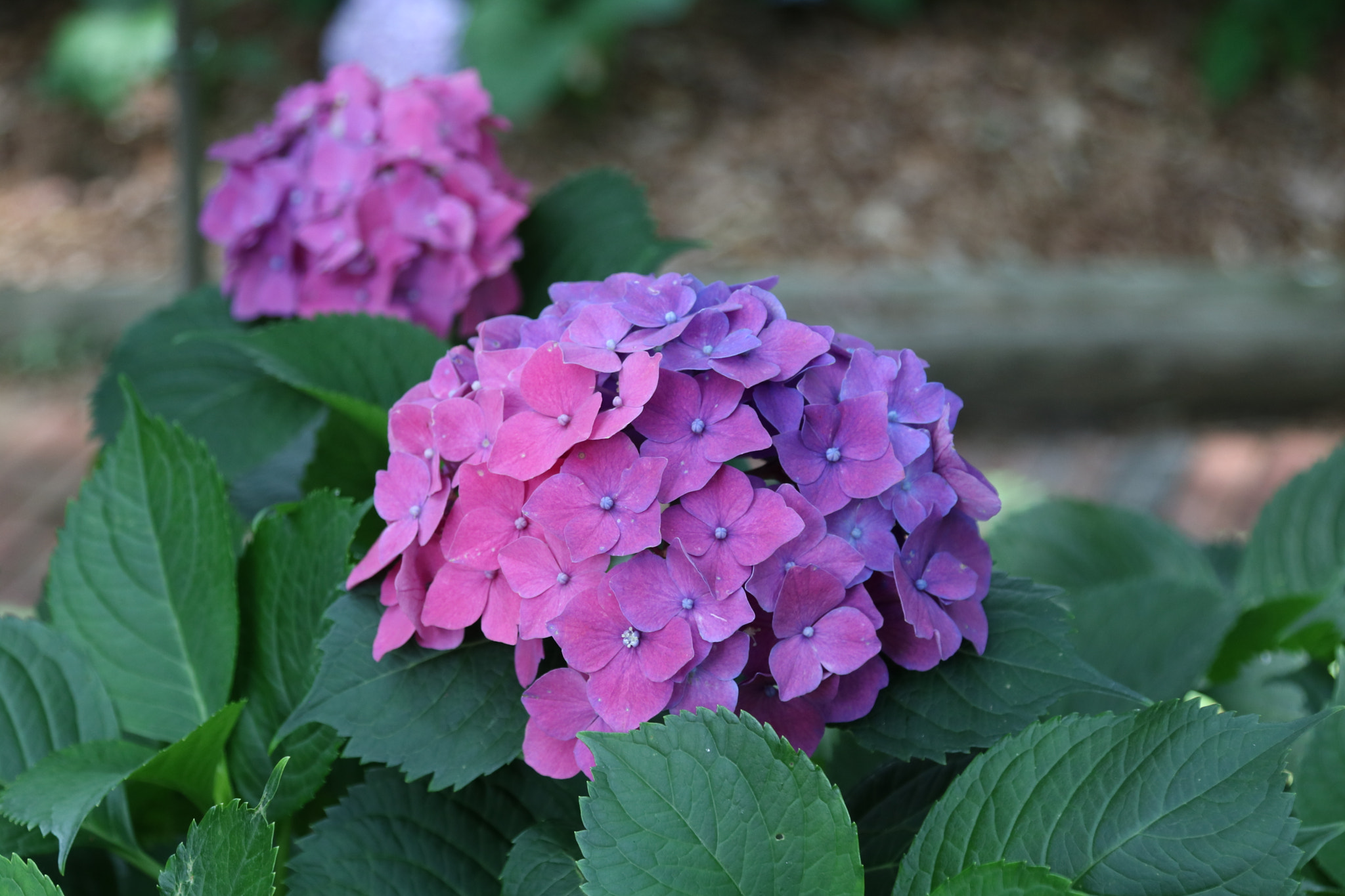 Canon EOS 760D (EOS Rebel T6s / EOS 8000D) sample photo. Hydrangea fade photography