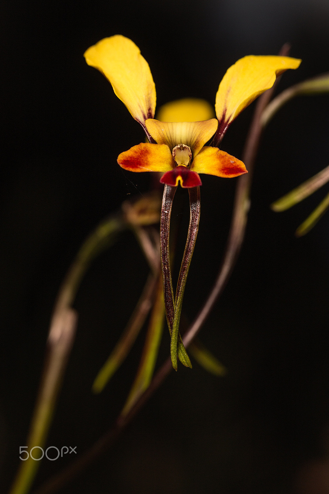 Canon EOS 6D + Sigma 105mm F2.8 EX DG Macro sample photo. Wallflower orchid photography