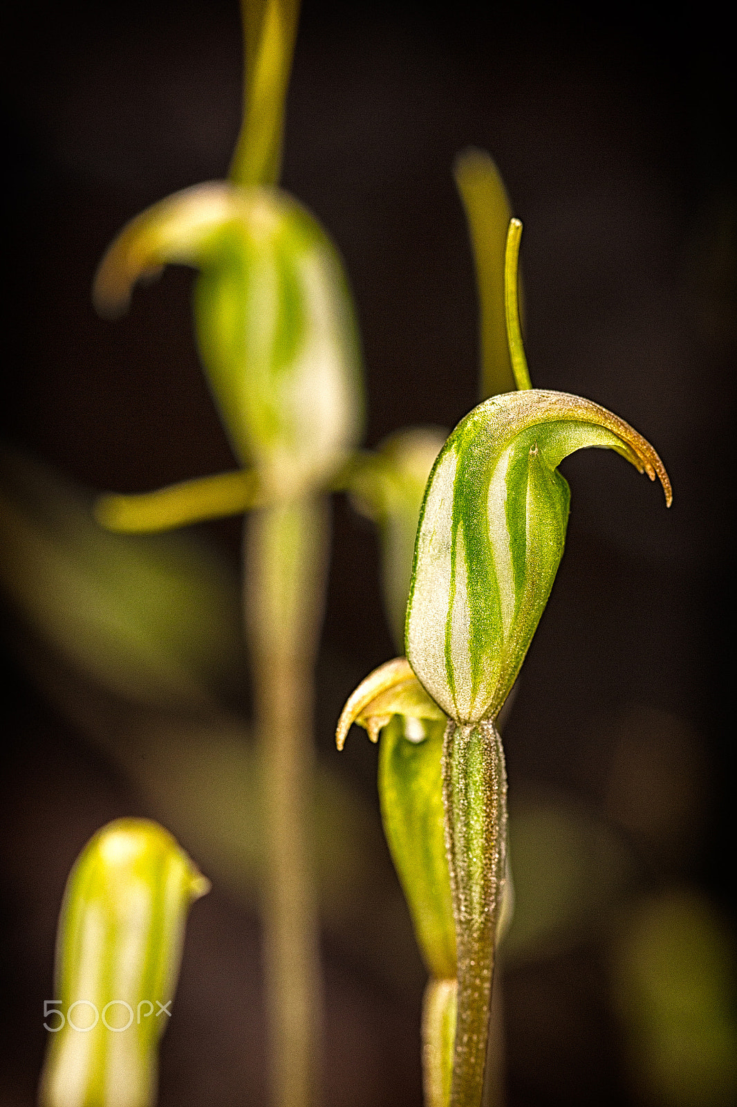 Canon EOS 6D + Sigma 105mm F2.8 EX DG Macro sample photo. Hairy-stemmed snail orchid photography