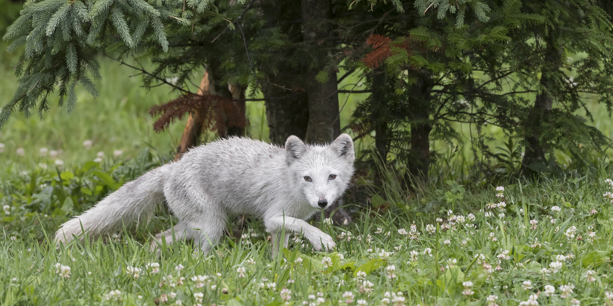 Nikon AF-S Nikkor 200-400mm F4G ED-IF VR sample photo. Fox stroll... photography