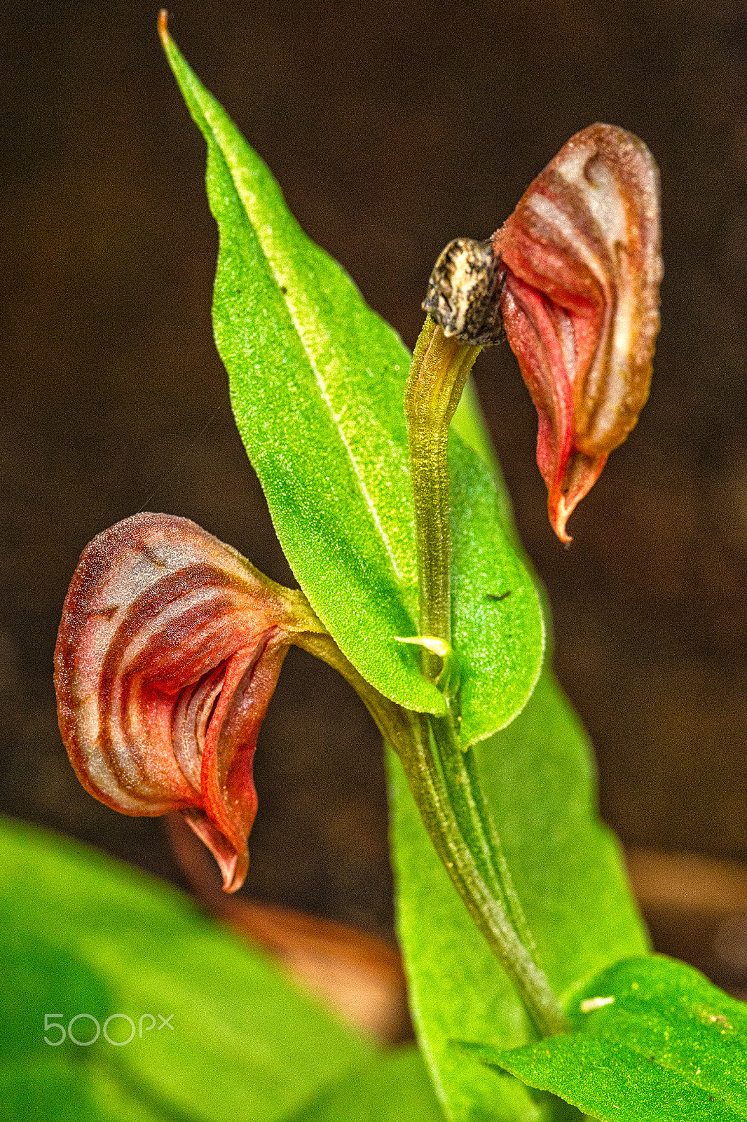 Canon EOS 6D + Sigma 105mm F2.8 EX DG Macro sample photo. Dark banded greenhood photography