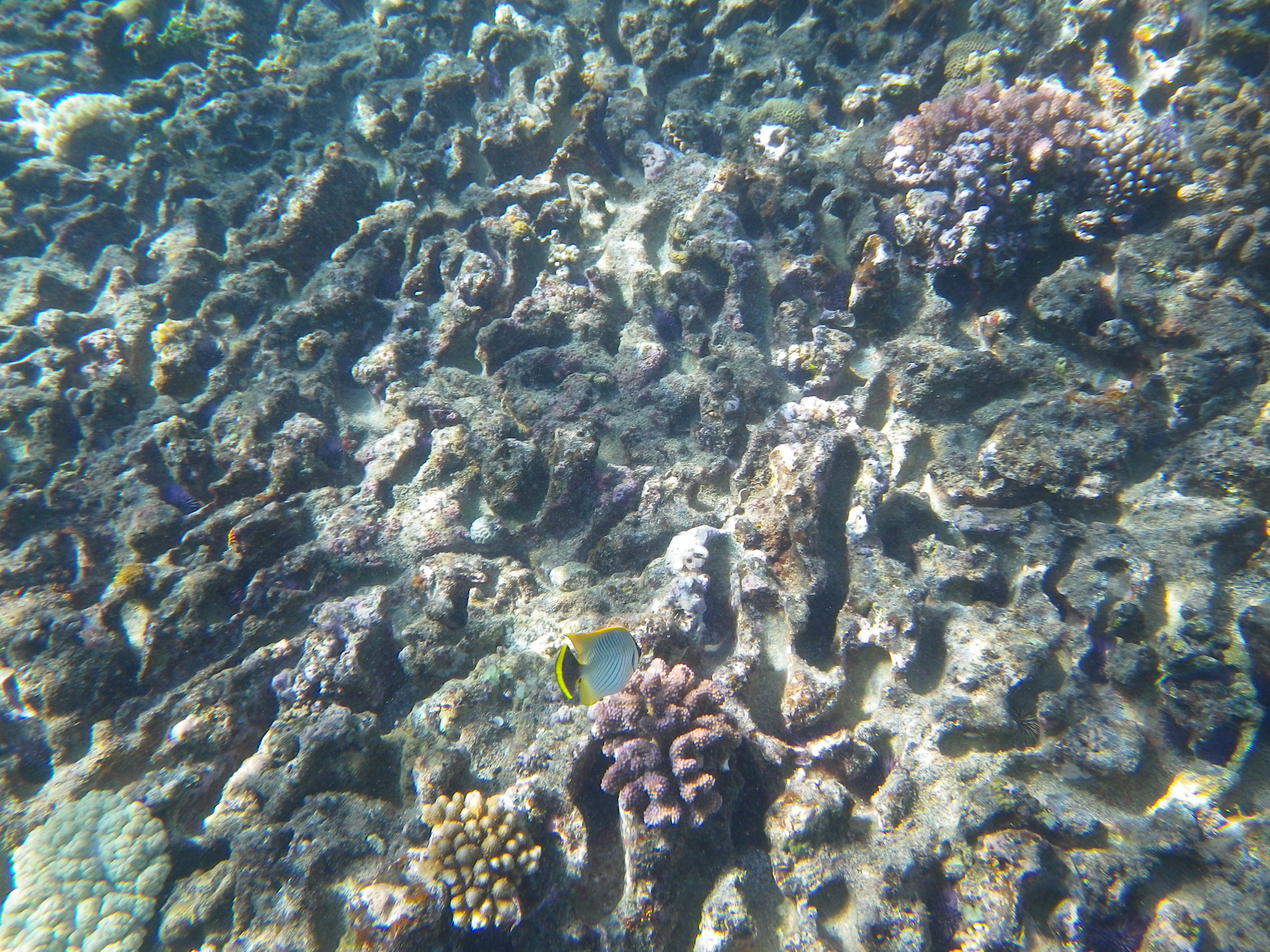 Pentax Optio W90 sample photo. Underwater in the indian ocean  photography