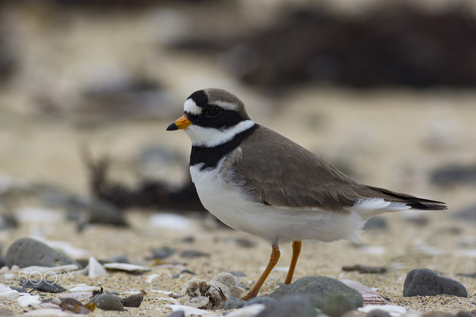 AF Zoom-Nikkor 80-200mm f/2.8 ED sample photo. Charadrius hiaticula - corriere grosso photography