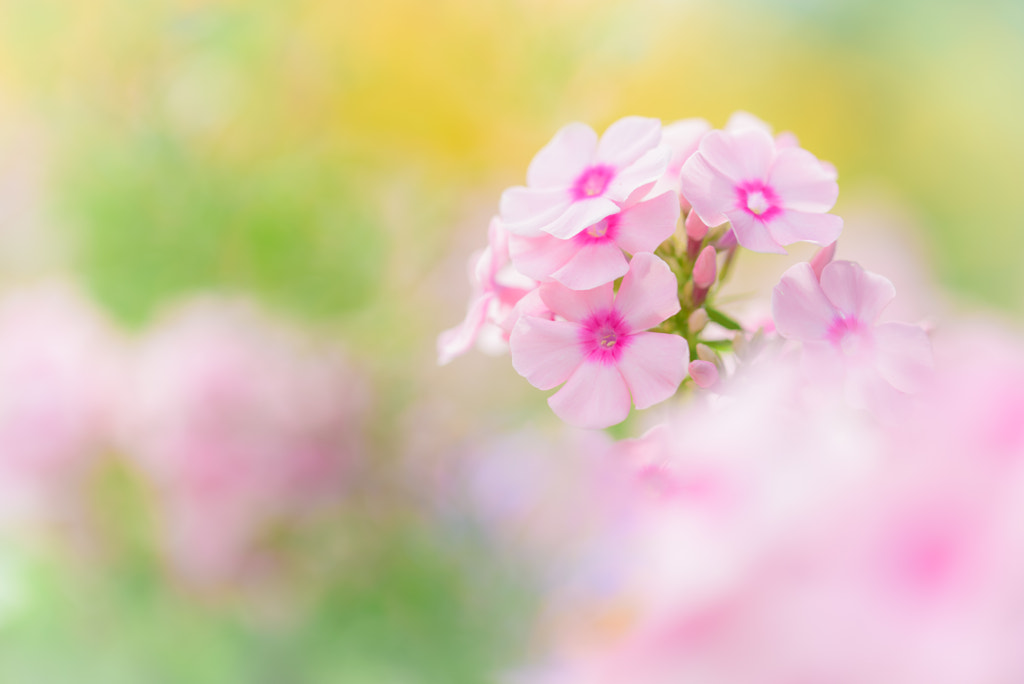 Dreamy Pink Phlox by L.th on 500px.com