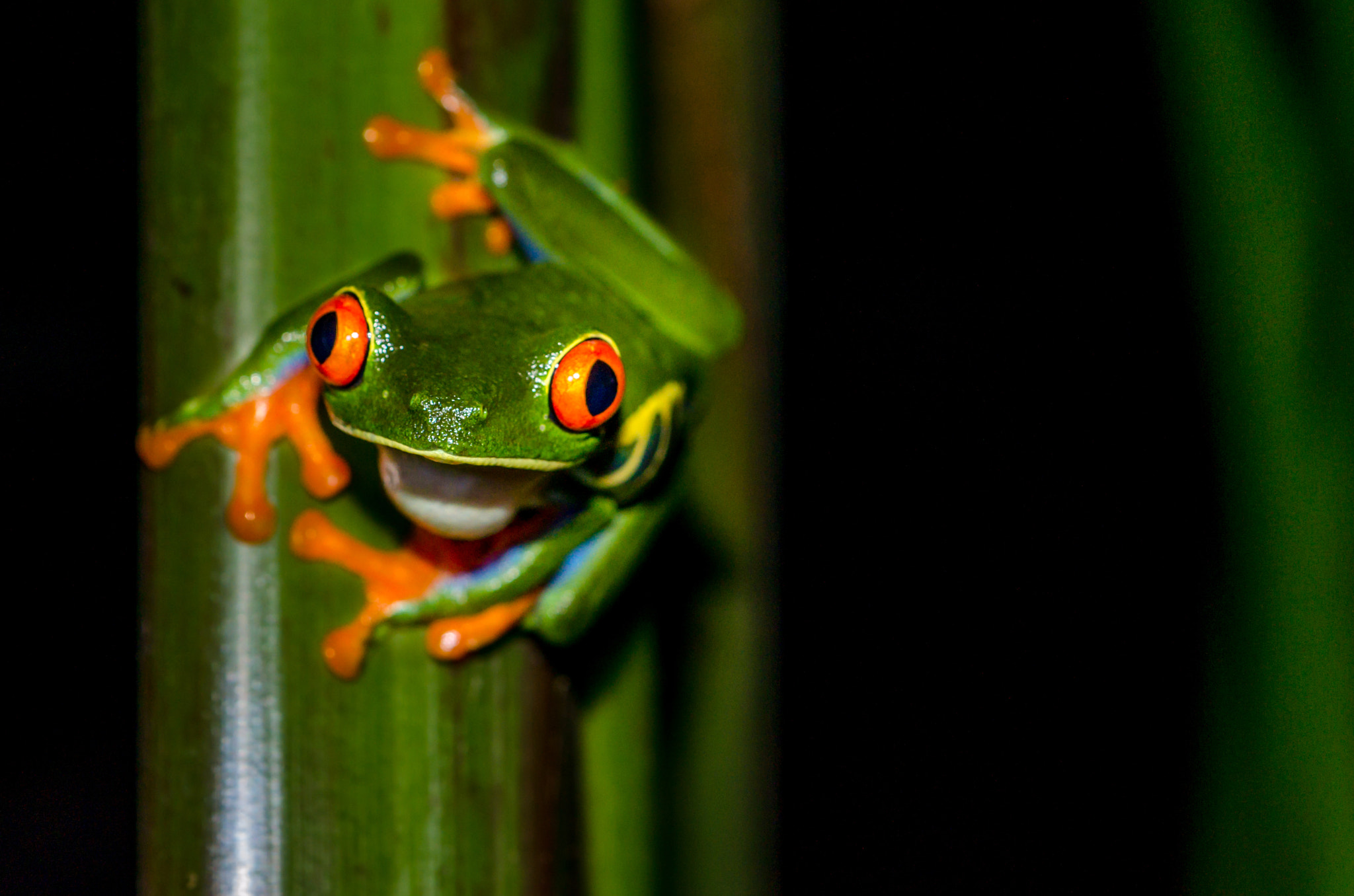 Nikon D7000 + AF Micro-Nikkor 60mm f/2.8 sample photo. Tree frog photography