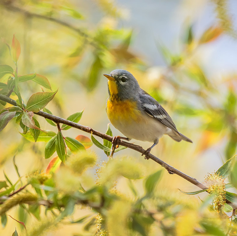 Canon EOS 60D + Canon EF 100-400mm F4.5-5.6L IS II USM sample photo. Colors of spring photography