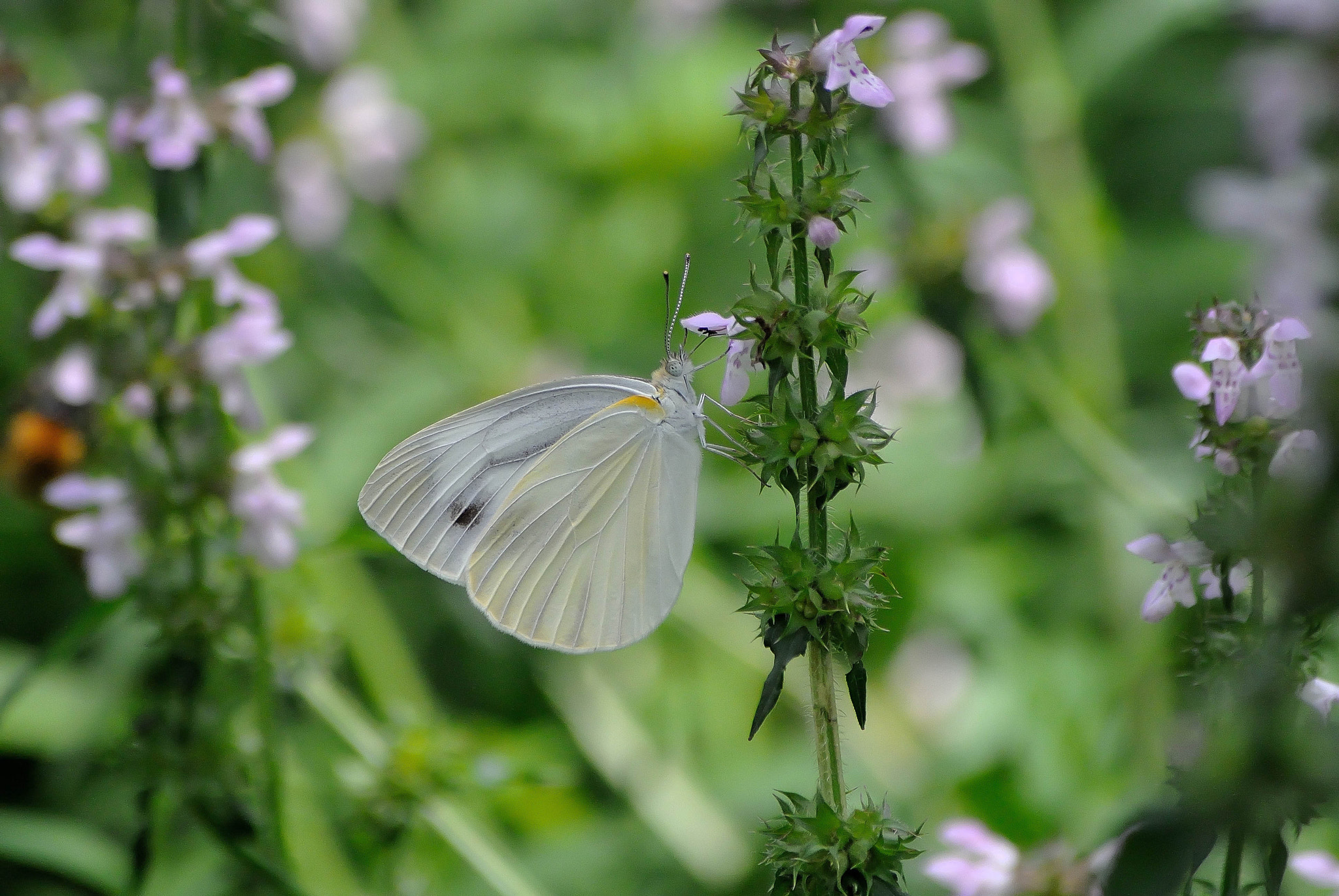 Nikon 1 V1 + VR 55-200mm f/4-5.6G sample photo. Karuizawa20160724 photography