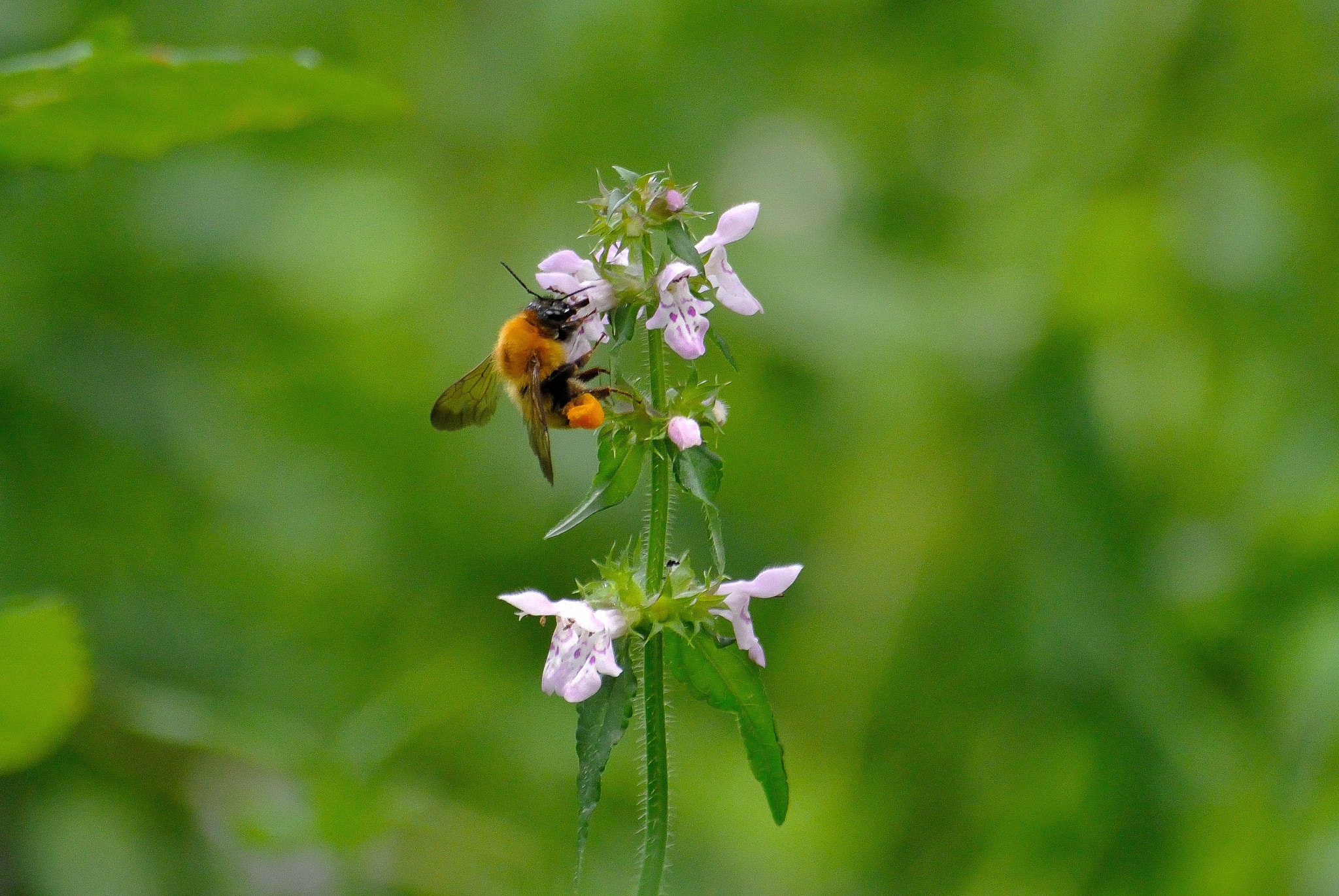 Nikon 1 V1 + VR 55-200mm f/4-5.6G sample photo. Karuizawa20160724 photography