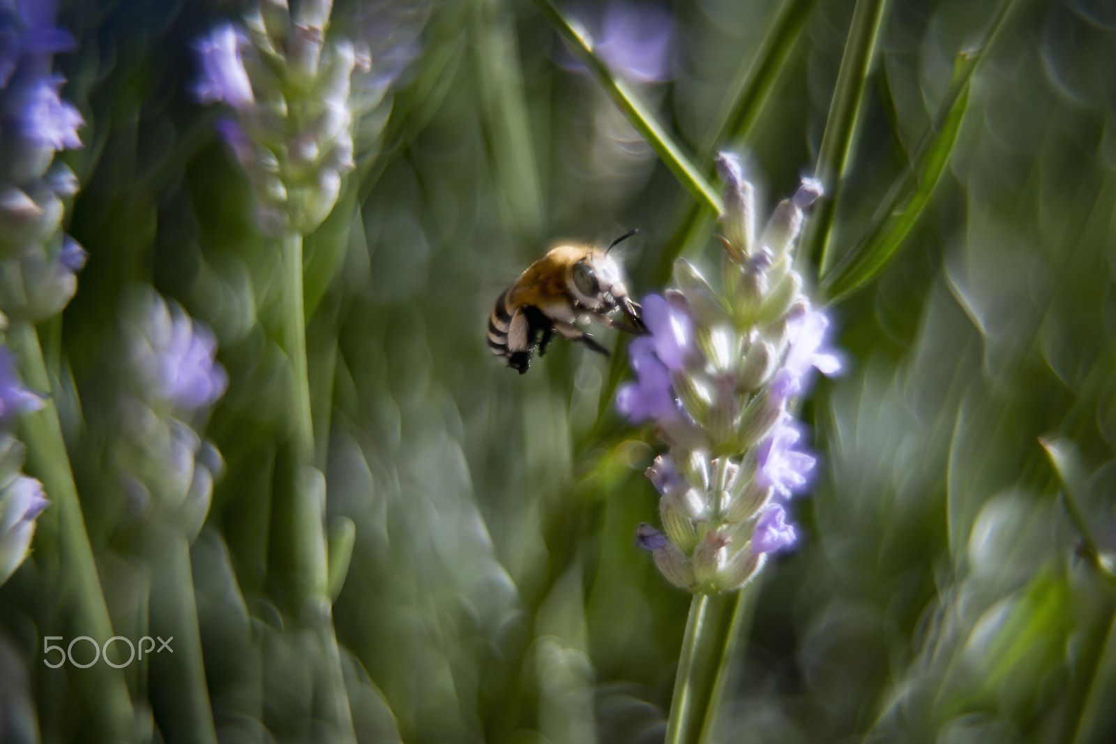 Canon EF 35-80mm f/4-5.6 sample photo. Field photography photography