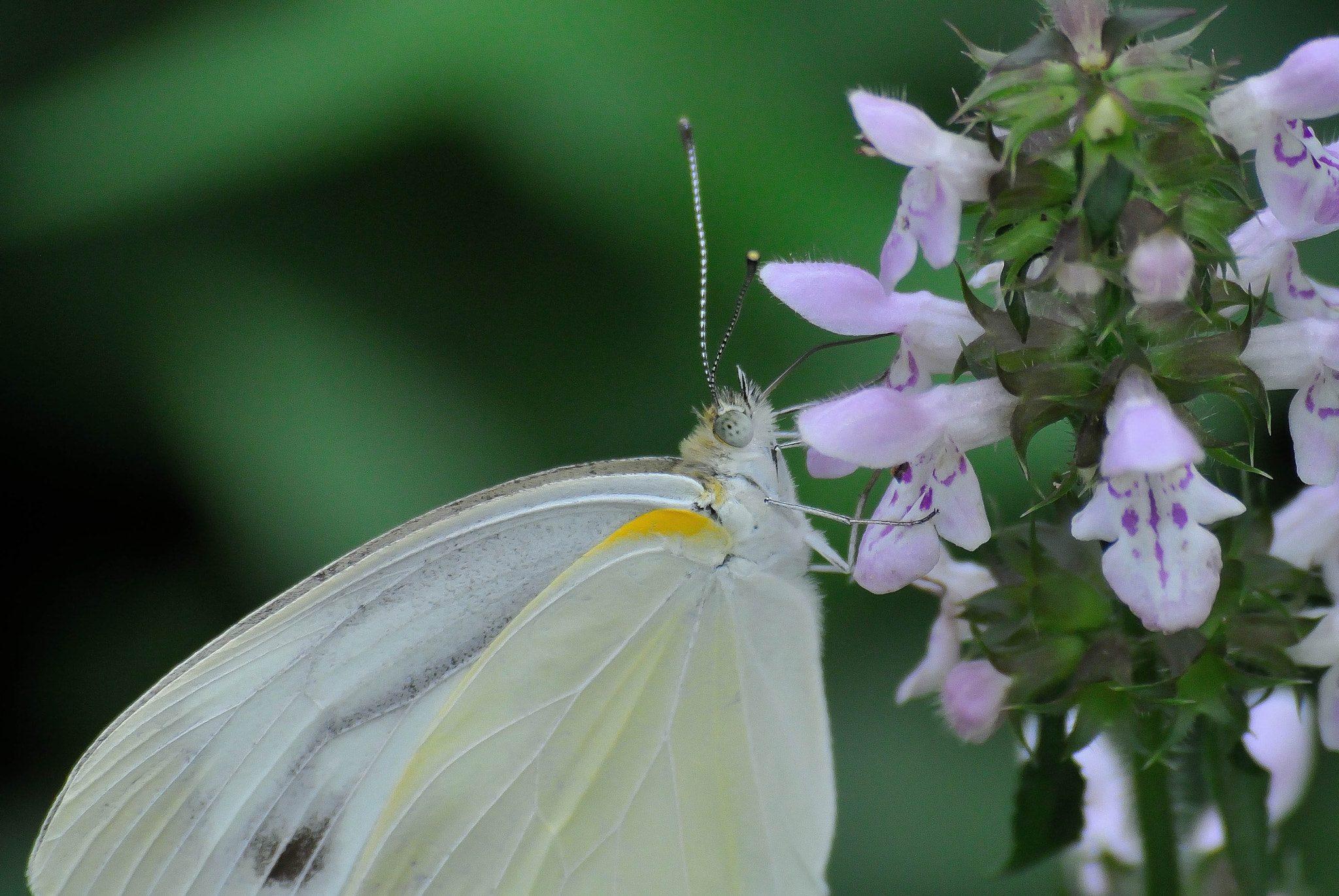 Nikon 1 V1 + VR 55-200mm f/4-5.6G sample photo. Karuizawa20160724 photography