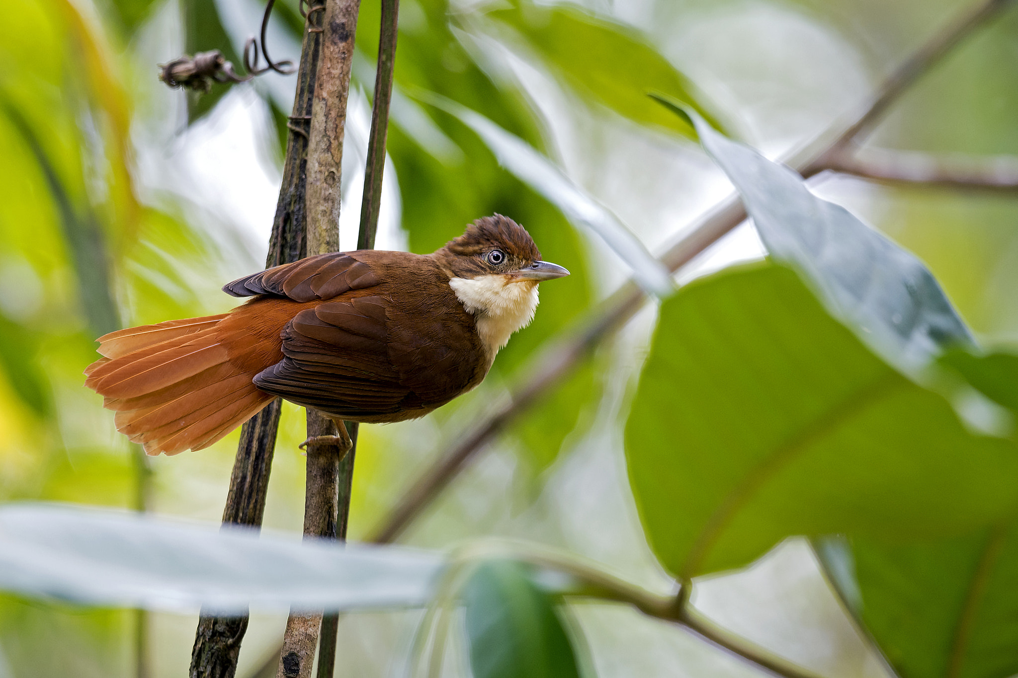 Nikon AF-S Nikkor 800mm F5.6E FL ED VR sample photo. White-eyed foliage-gleaner photography
