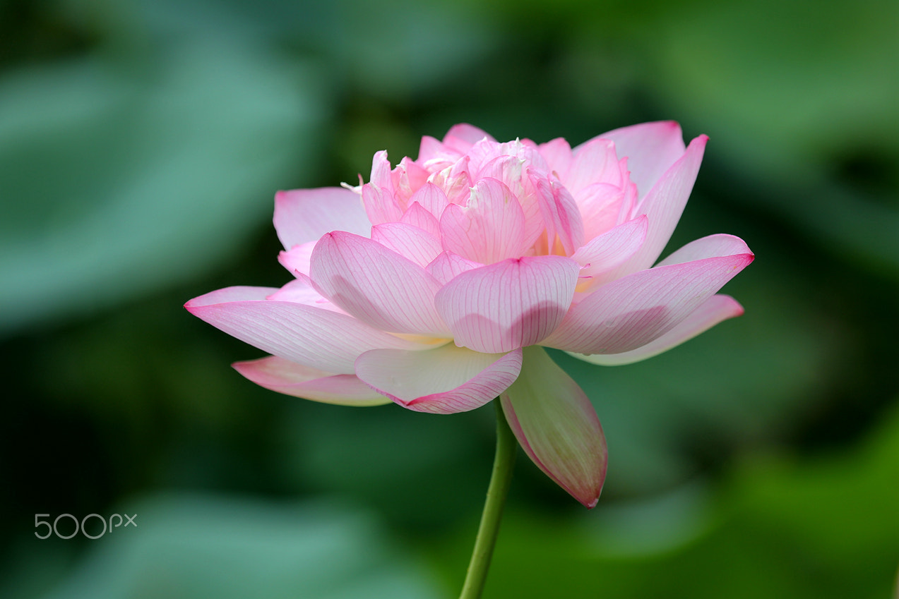 Canon EOS-1D Mark IV sample photo. Waterlily opening photography