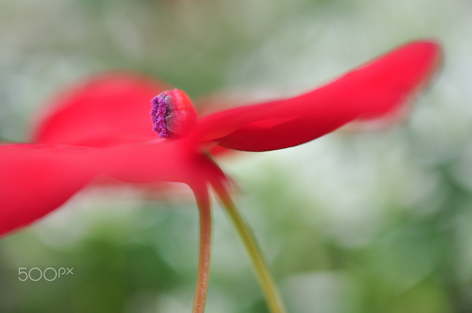 Nikon AF-S DX Micro Nikkor 40mm F2.8 sample photo. Red impatiens photography