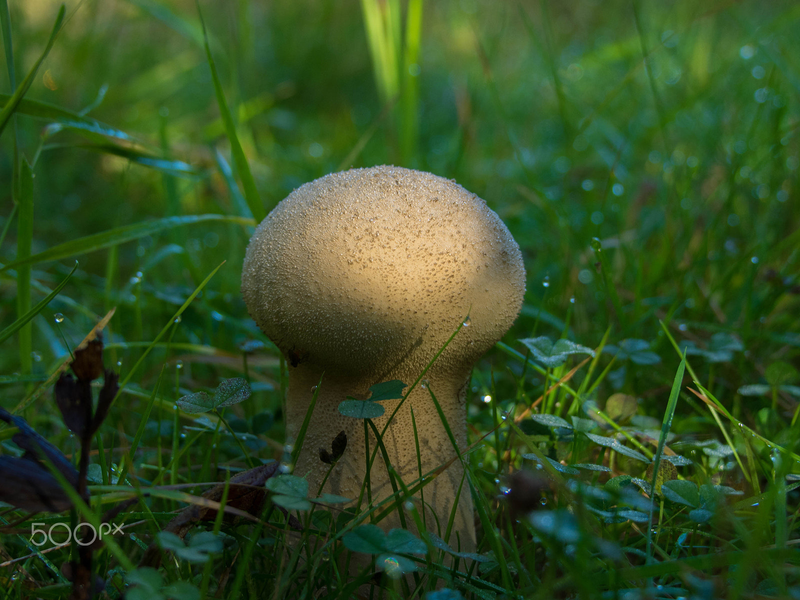 Tamron 14-150mm F3.5-5.8 Di III sample photo. Shroom photography