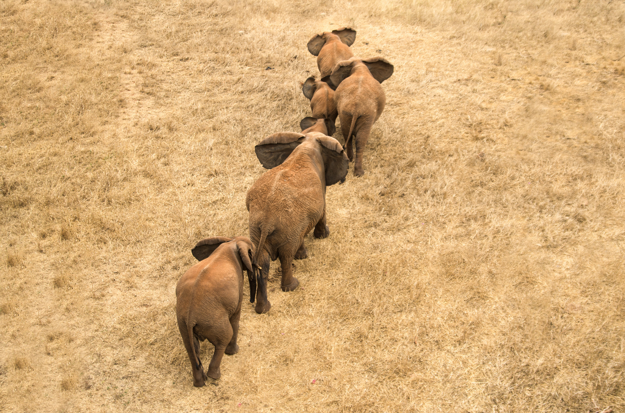 Tamron AF 28-75mm F2.8 XR Di LD Aspherical (IF) sample photo. Life in savanna photography