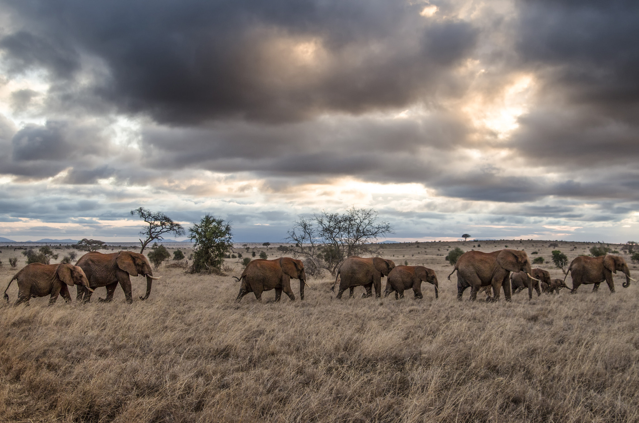 Pentax K-30 sample photo. Life in savanna photography