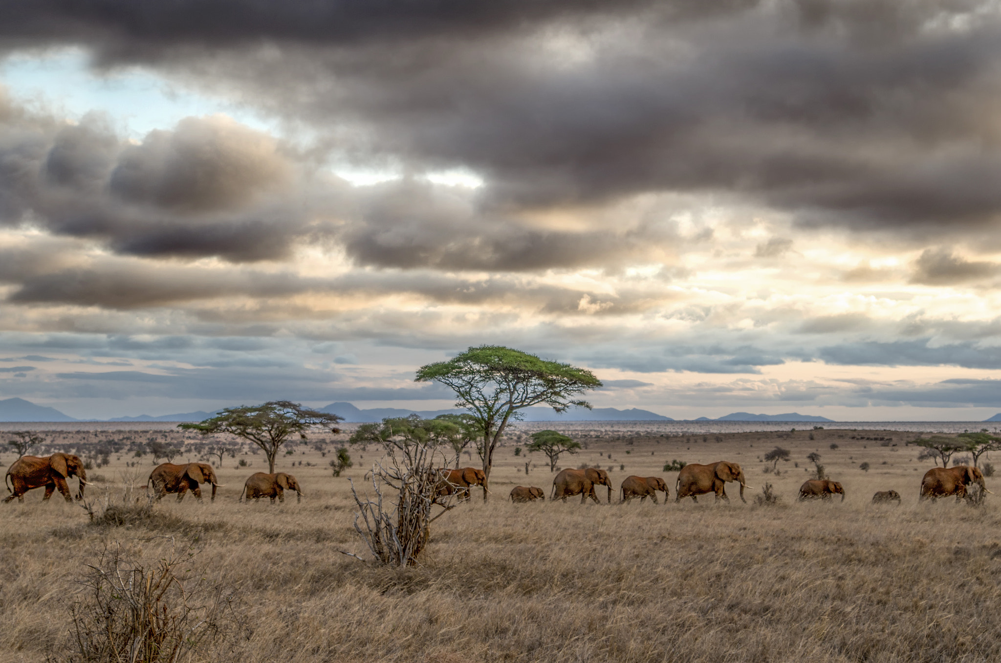 Tamron AF 28-75mm F2.8 XR Di LD Aspherical (IF) sample photo. Life in savanna photography