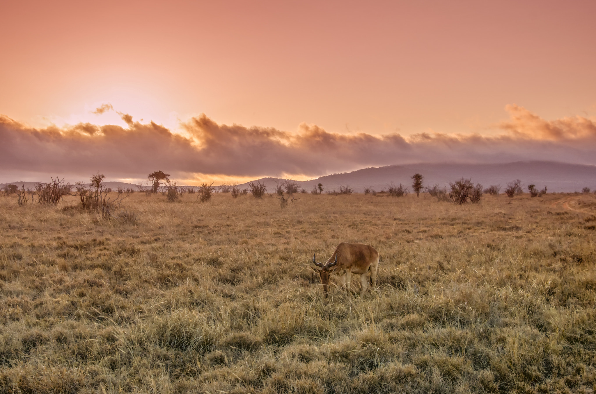 Tamron AF 28-75mm F2.8 XR Di LD Aspherical (IF) sample photo. Life in savanna photography