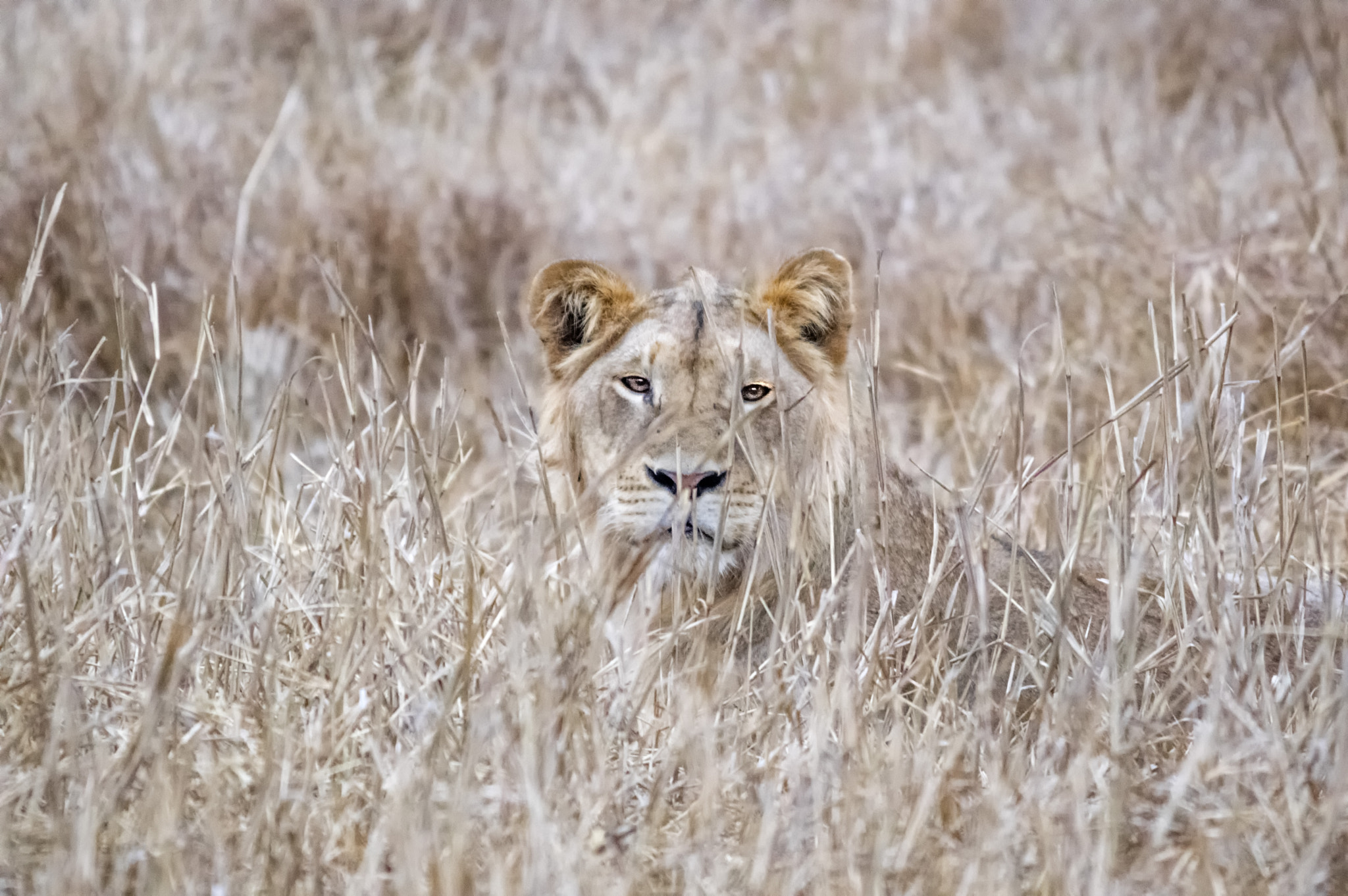 Pentax K-3 II + Sigma 150-500mm F5-6.3 DG OS HSM sample photo. Life in savanna photography